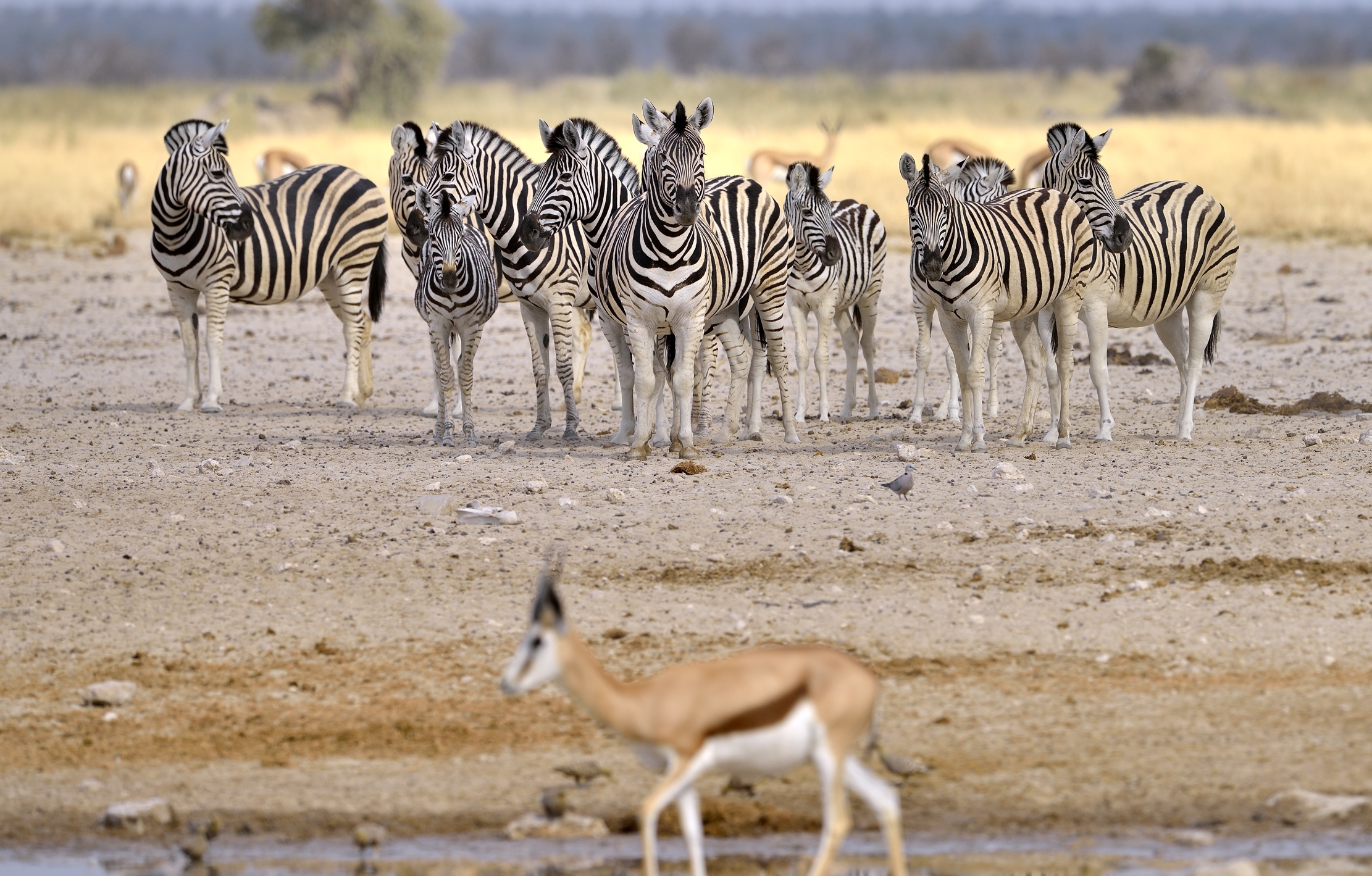 Etosha - Zebre