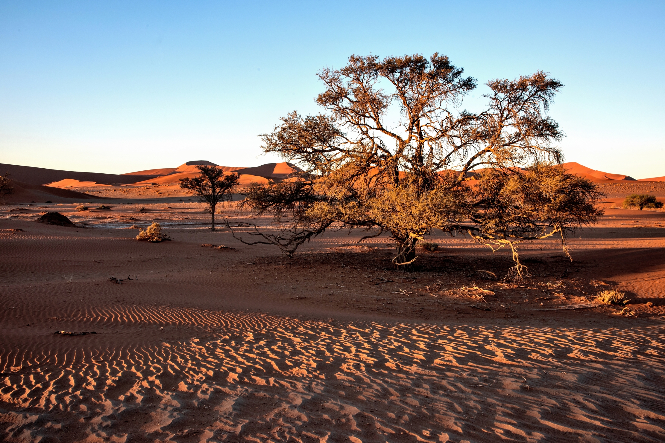 Deserto del Namib - Albero