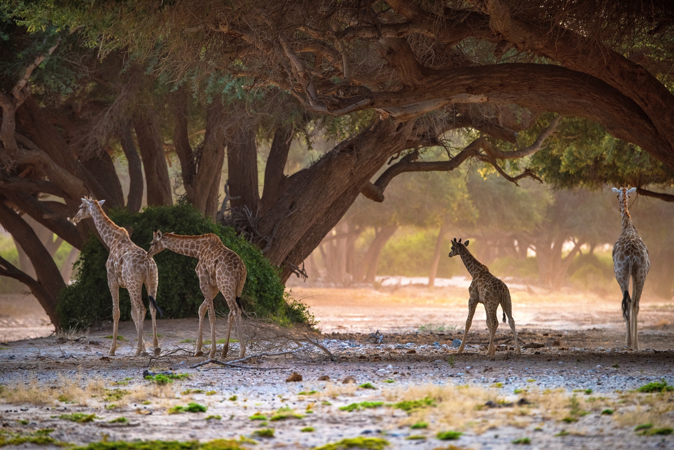 Deserto del Kaokoland - Giraffe