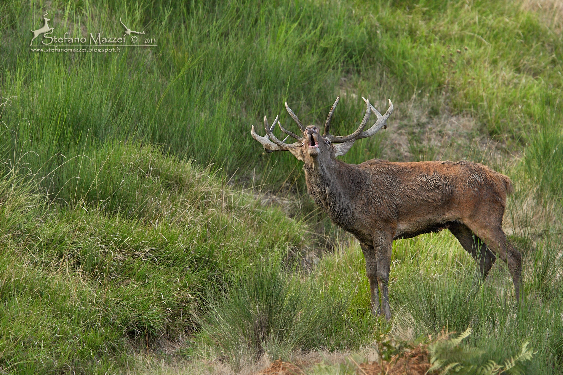 Il Bramito del Cervo Appenninico