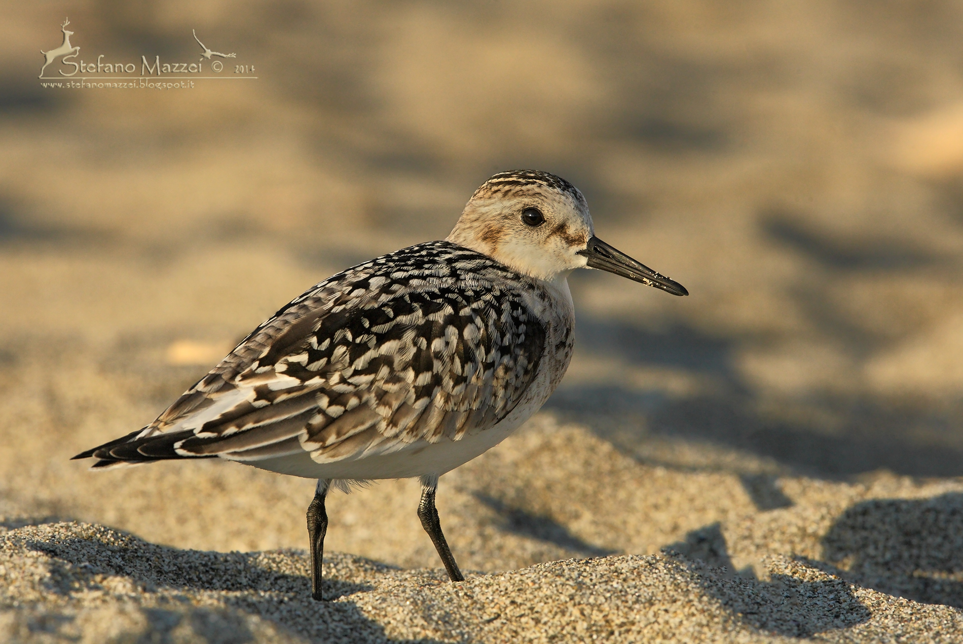 Ritratto di Piovanello tridattilo