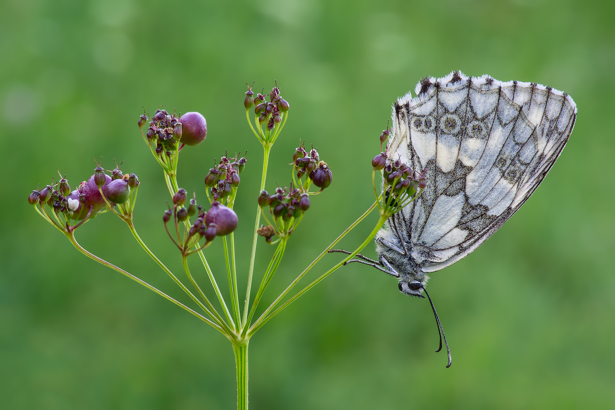 Melanargia galathea