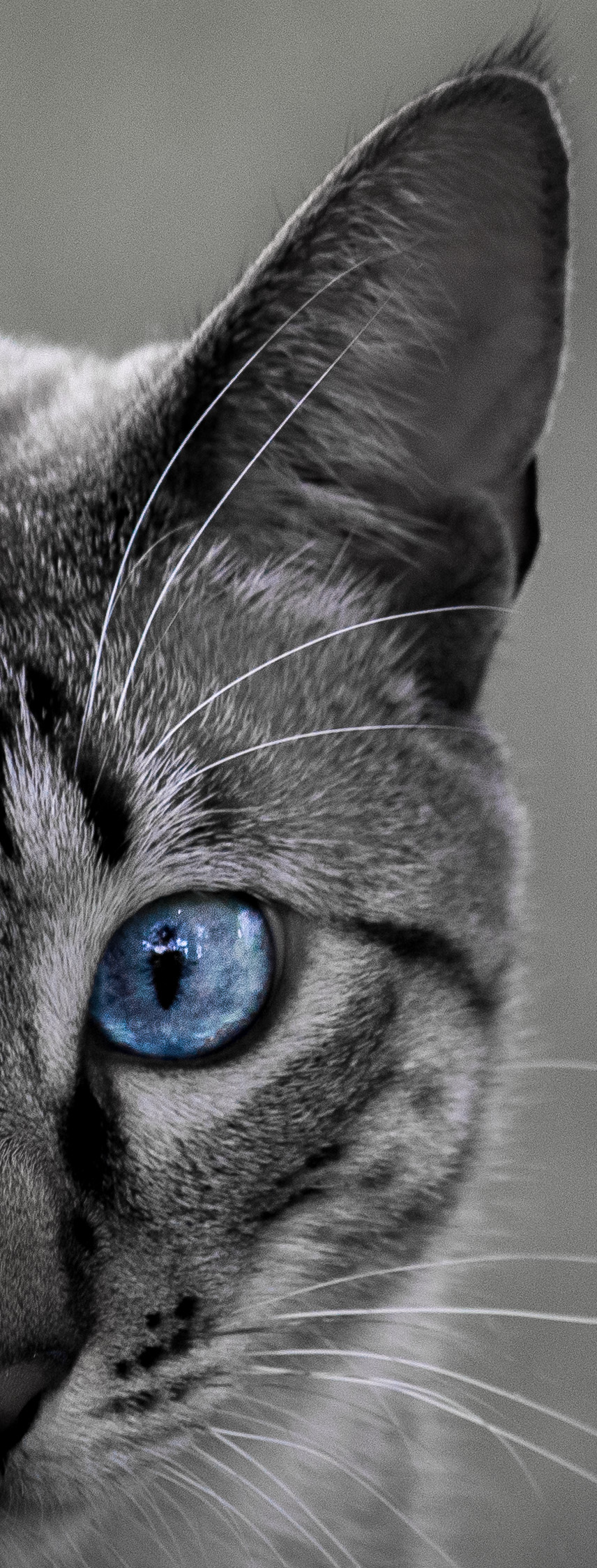 the other half animal