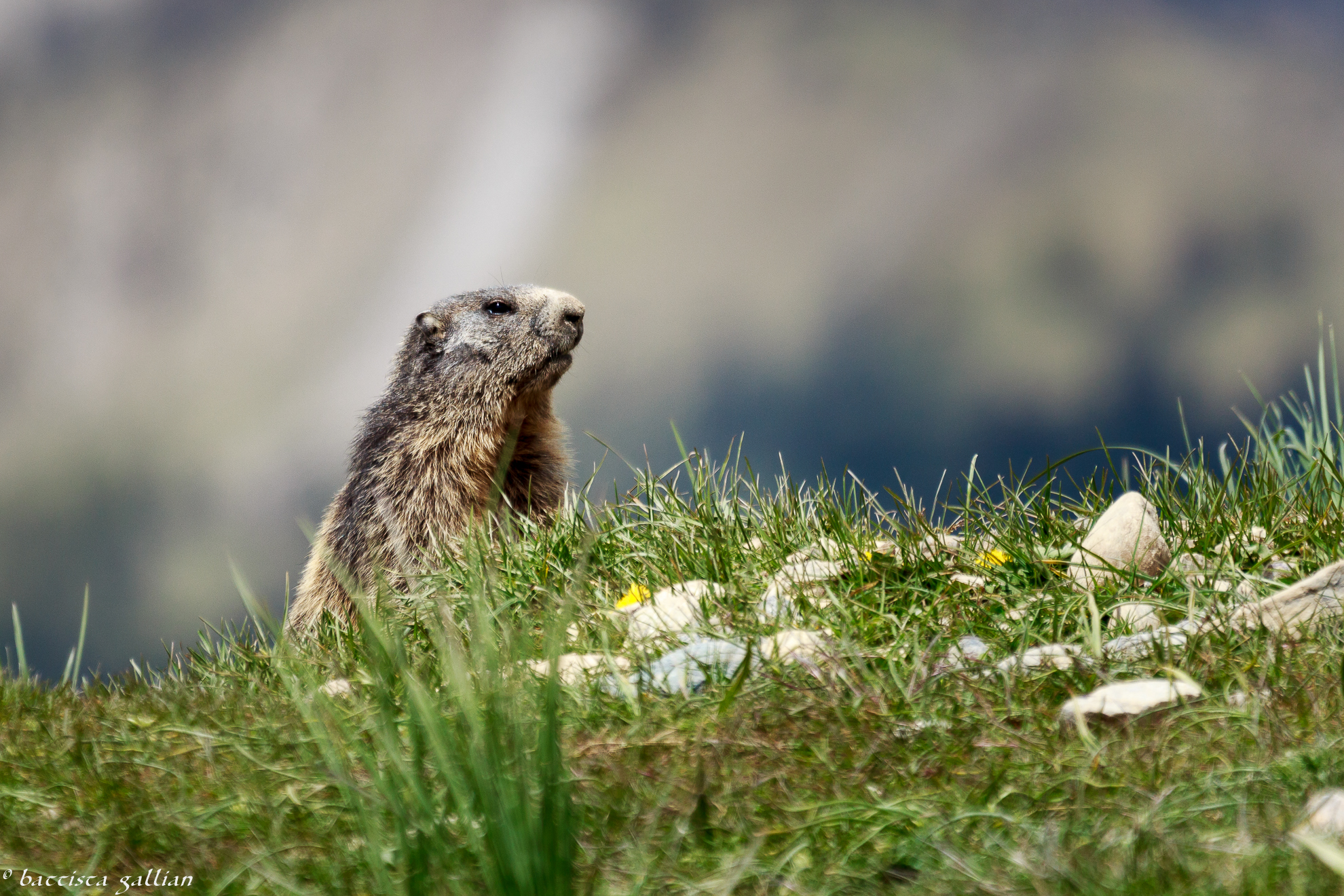 Marmot