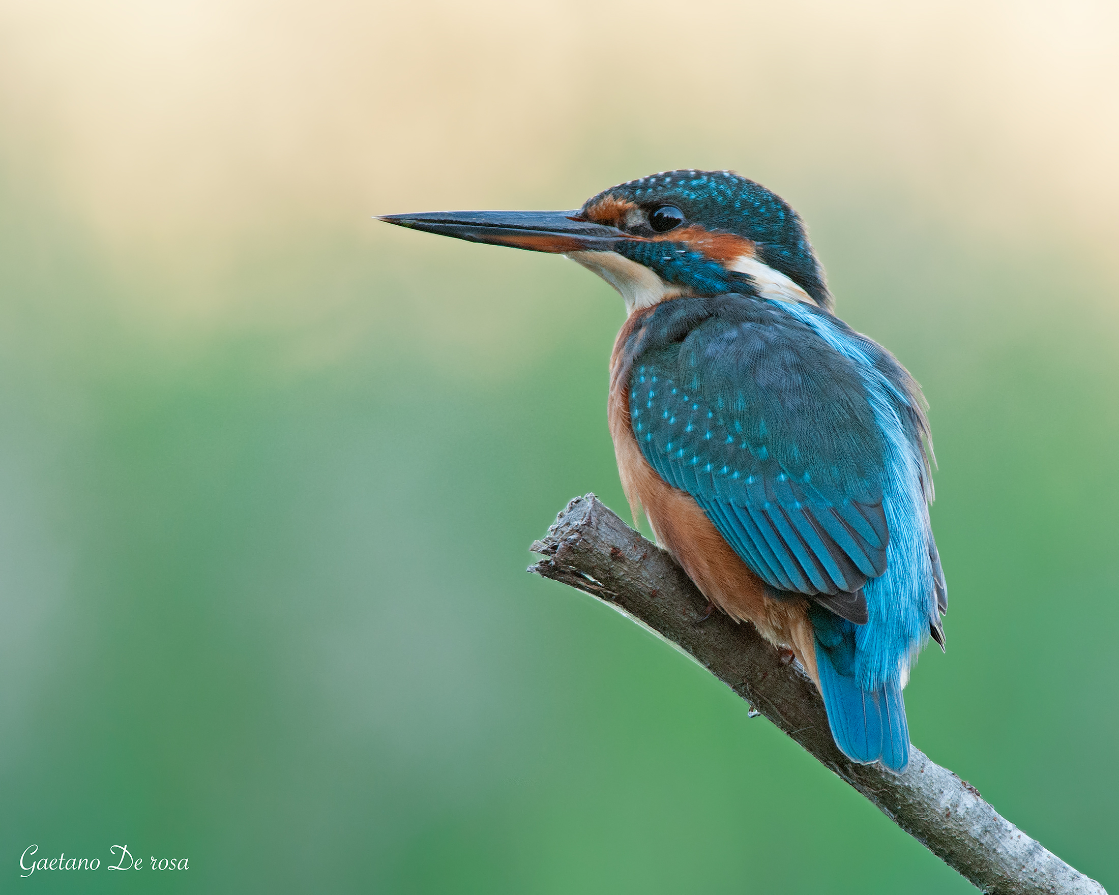 Kingfisher
