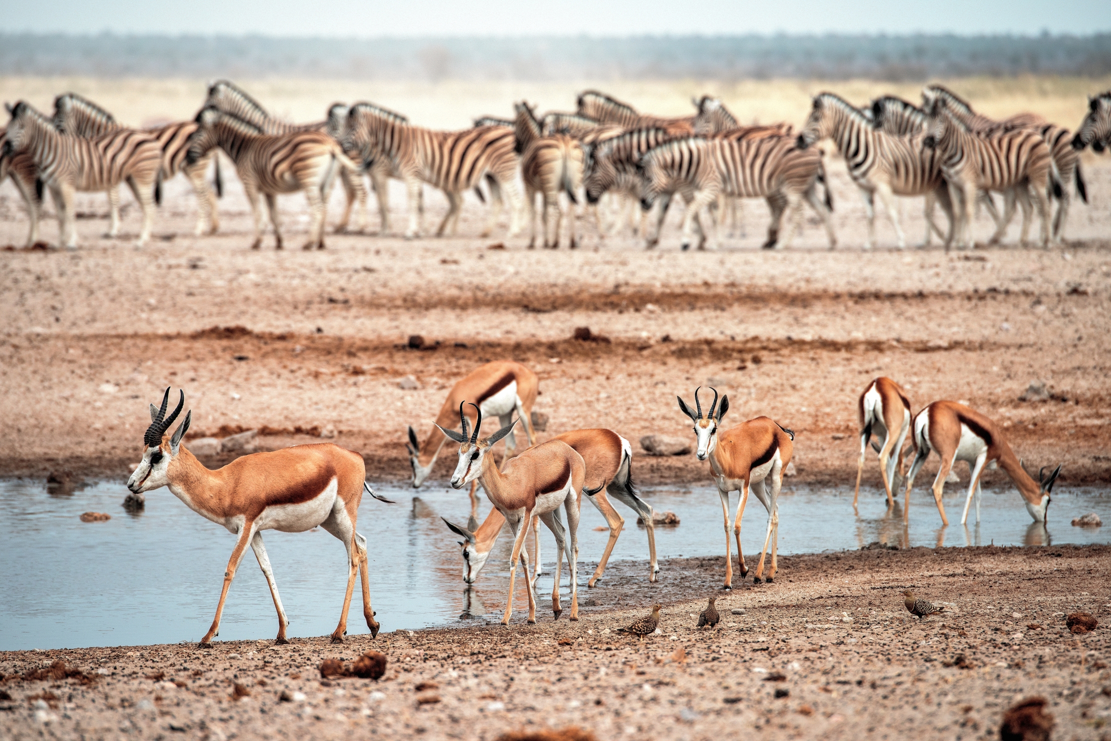 Etosha - Zebre e springbok