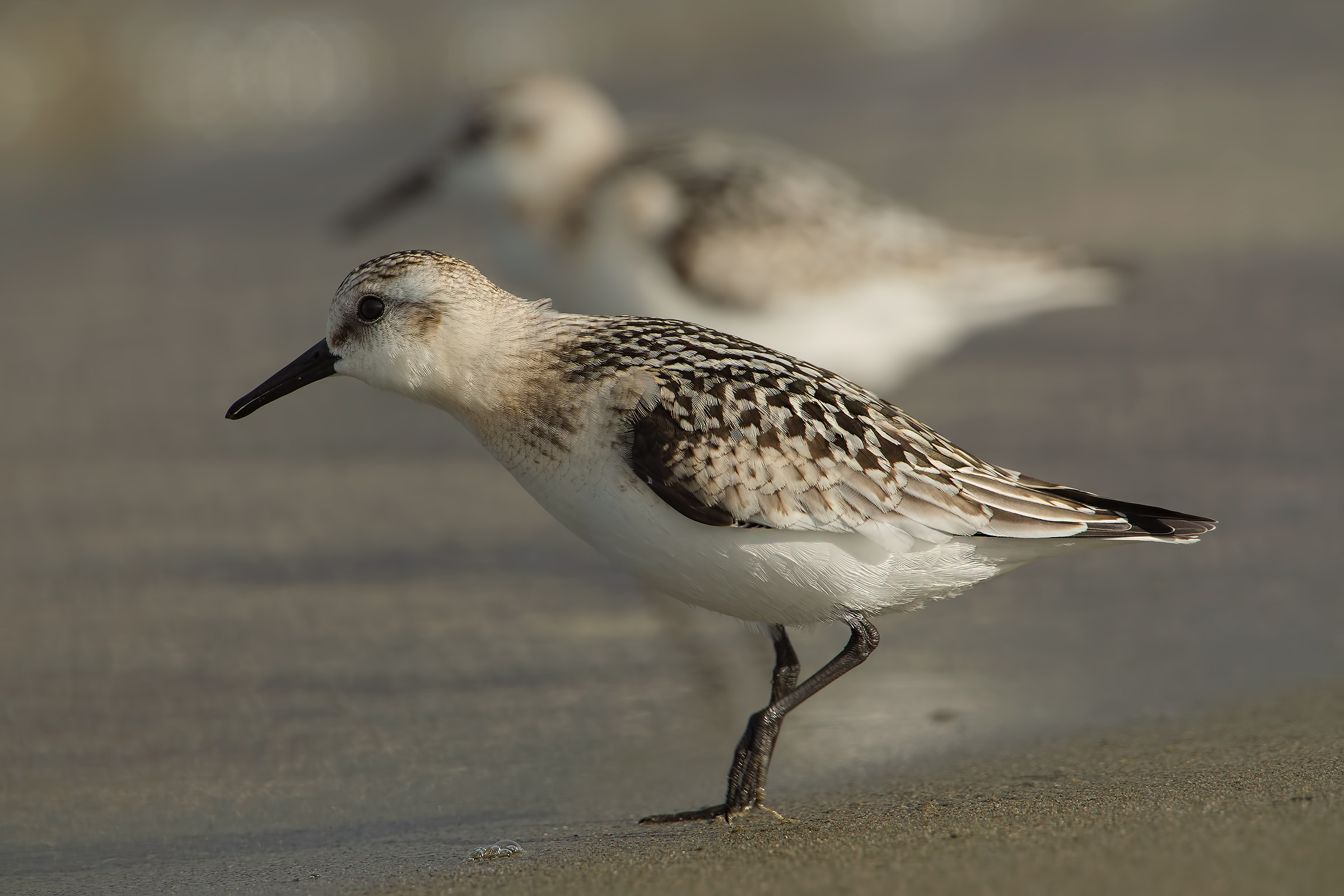 In Punta ................