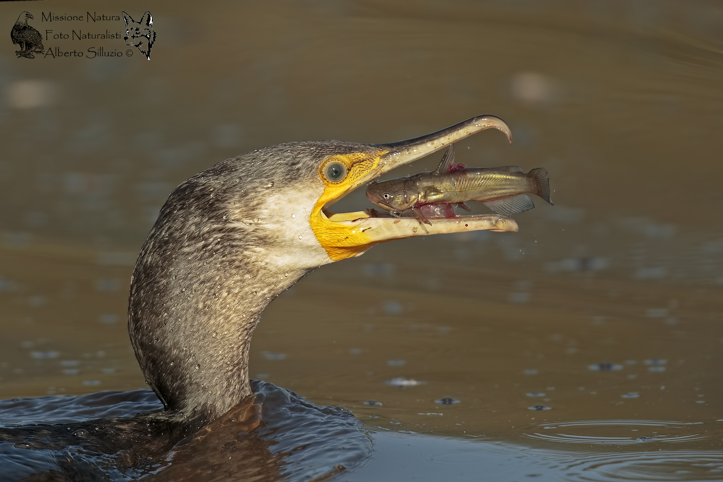 ..in un sol boccone...