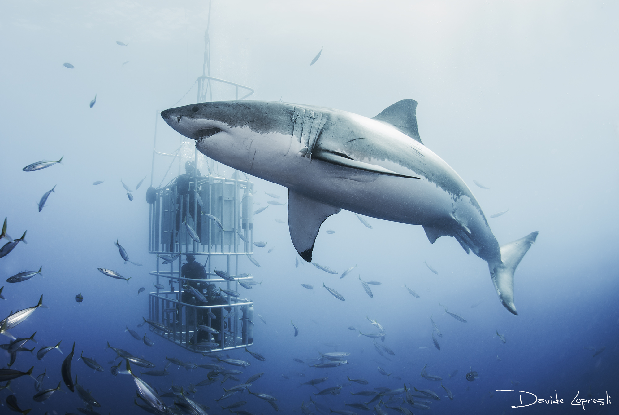 Animals in the cage ...