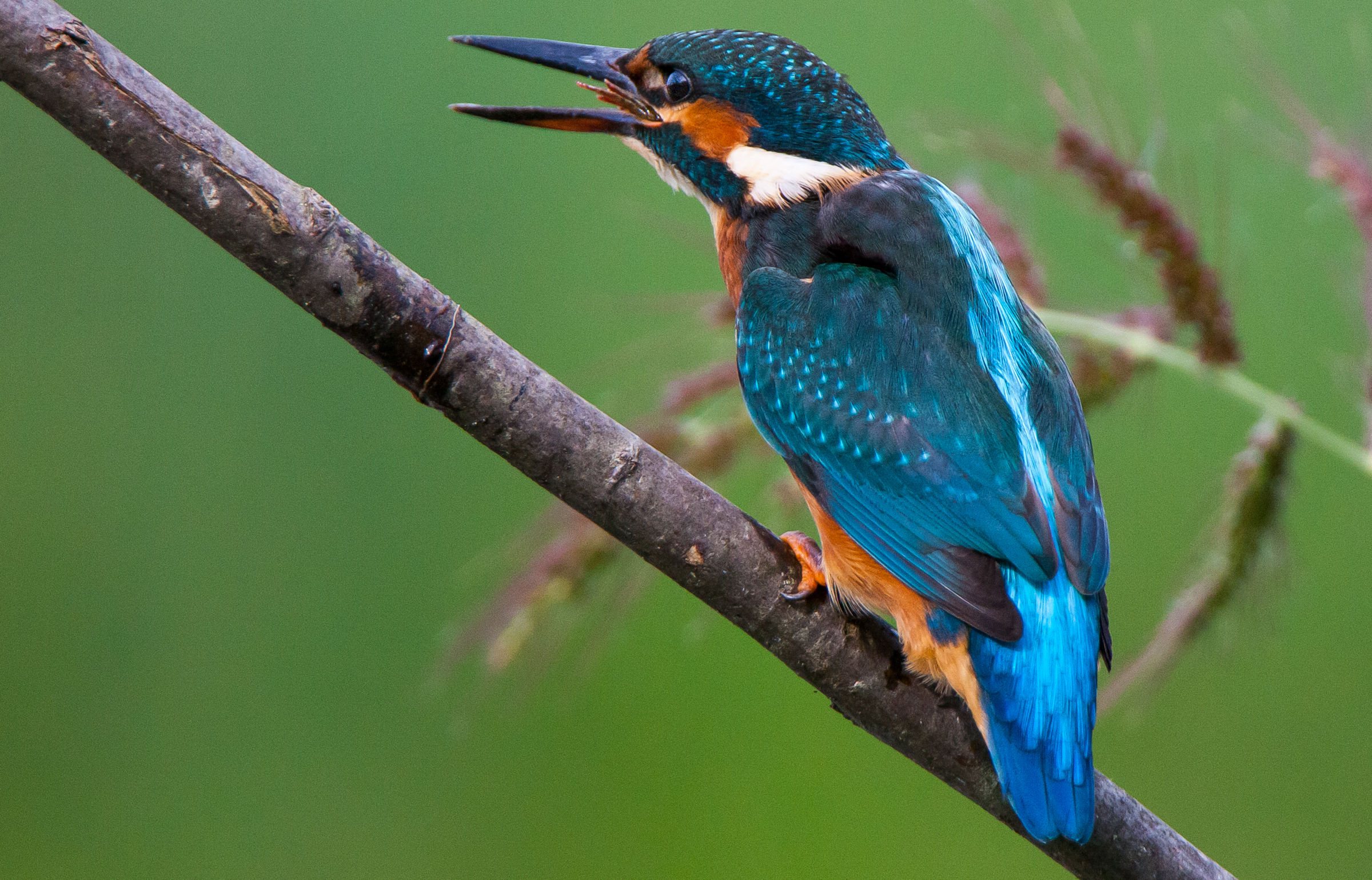 1...2...3... è la rana non c'è quasi piu