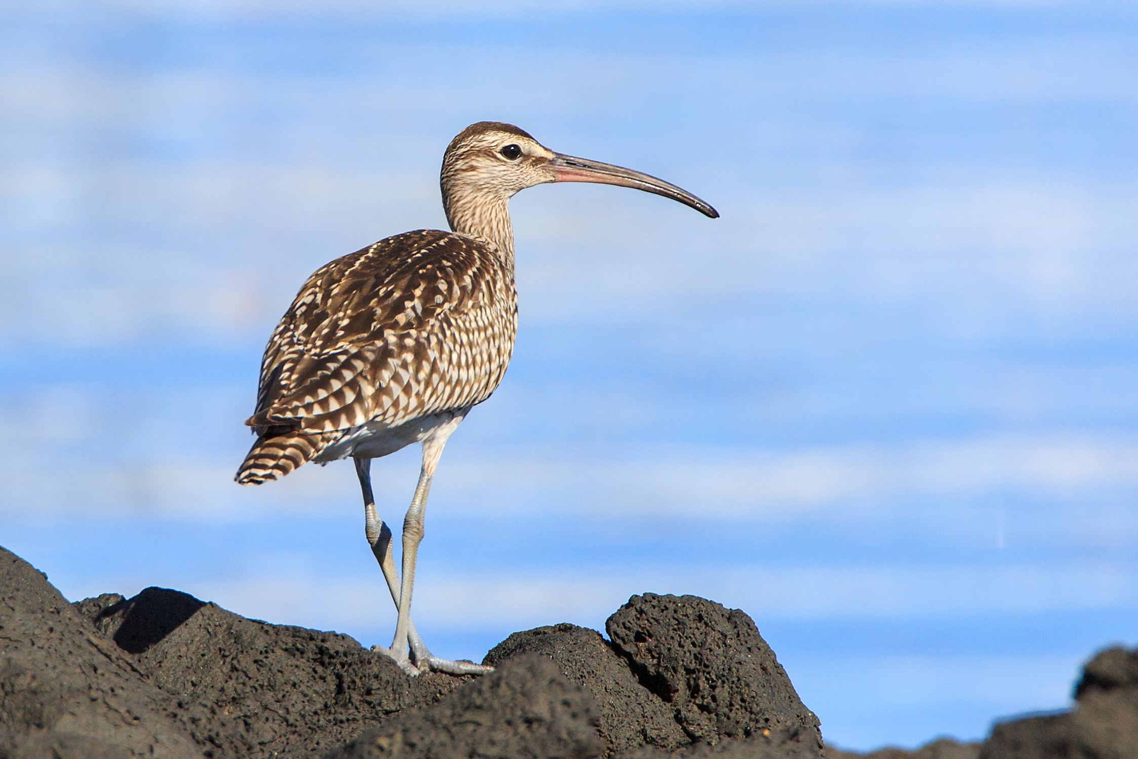 curlew