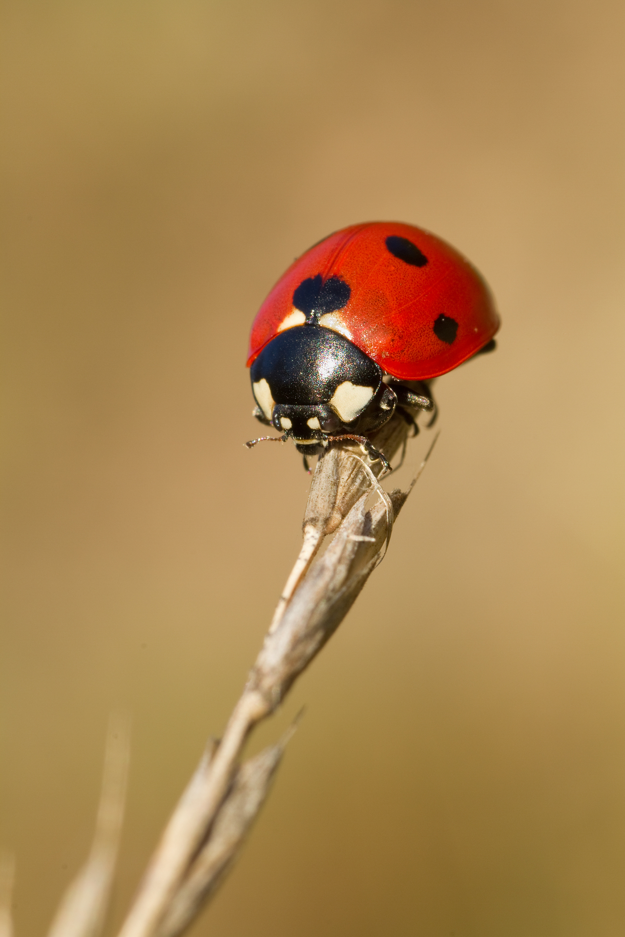 Sospesa su un fil d'erbe si faceva dondolare dal vento