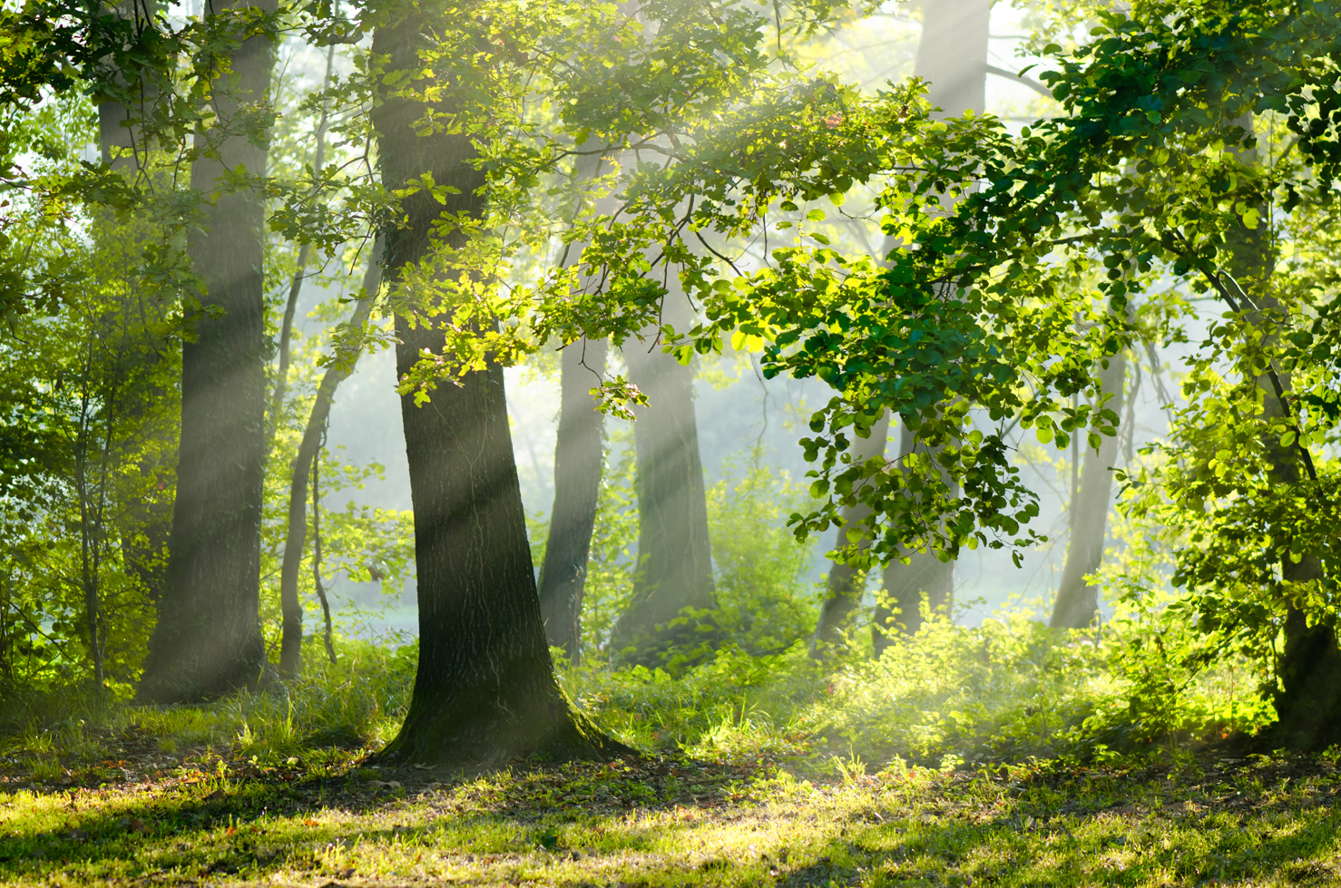 alberi del cansiglio 10