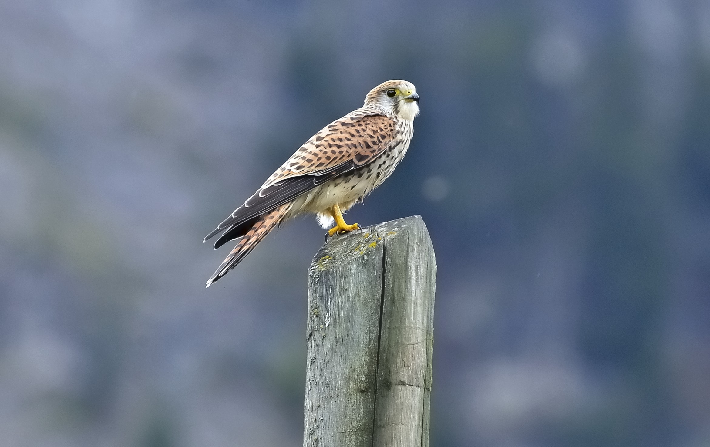 kestrel