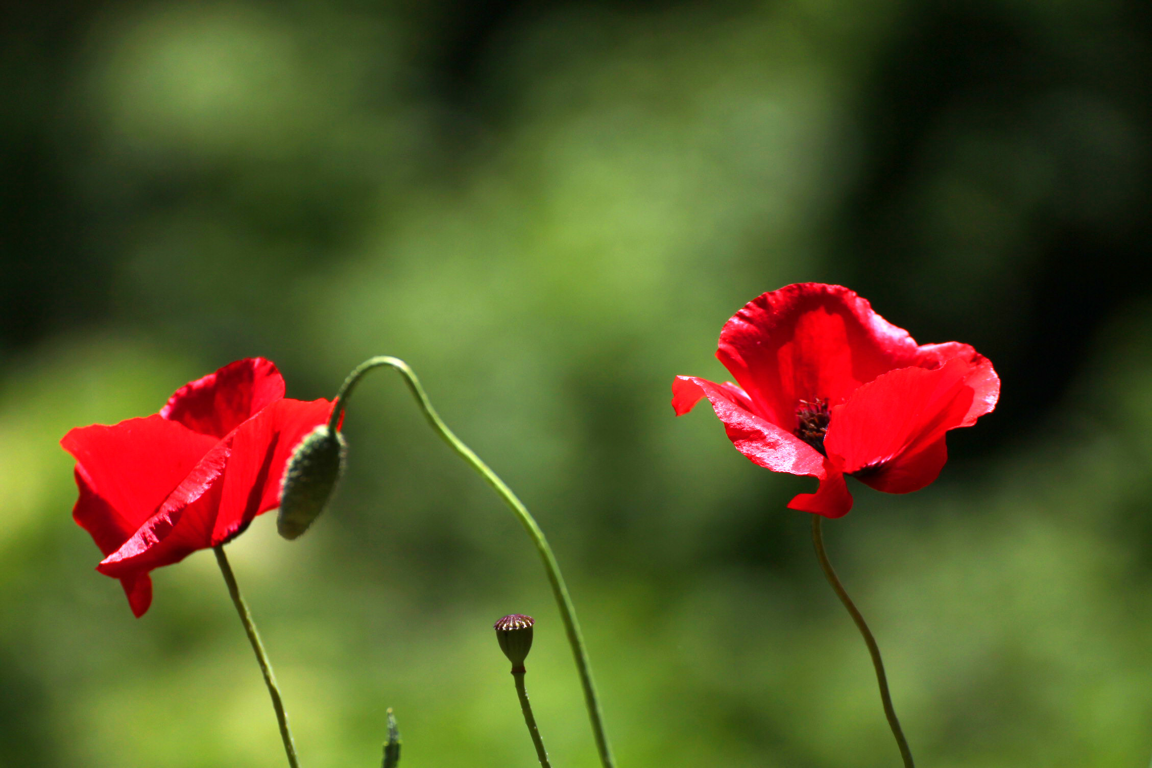 May 2014 Here they are