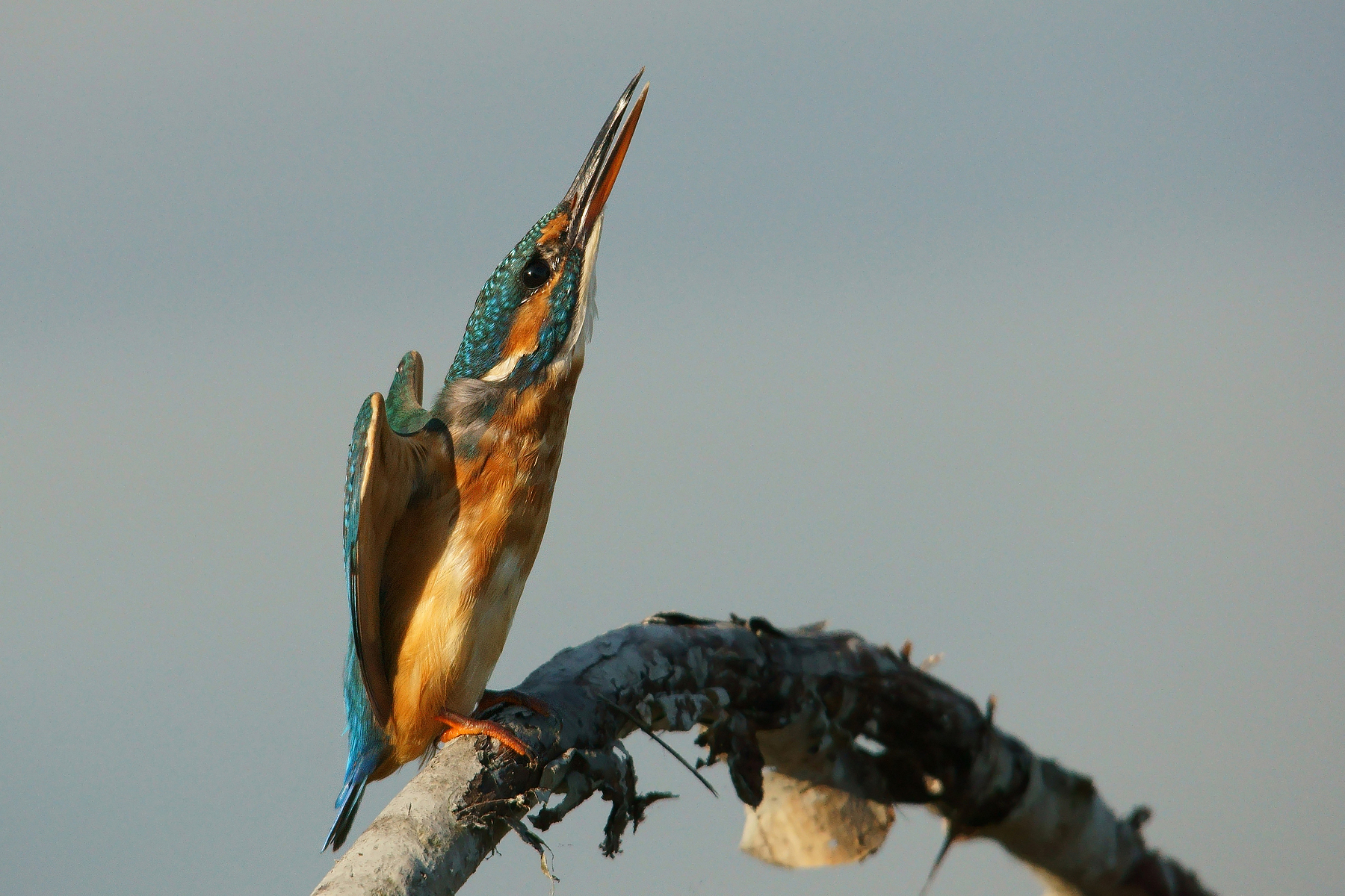 Martin on the launching pad