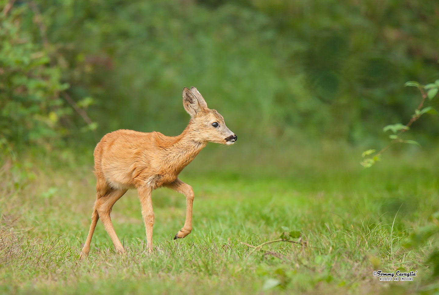 Roe deer (Capreolus capreolus)