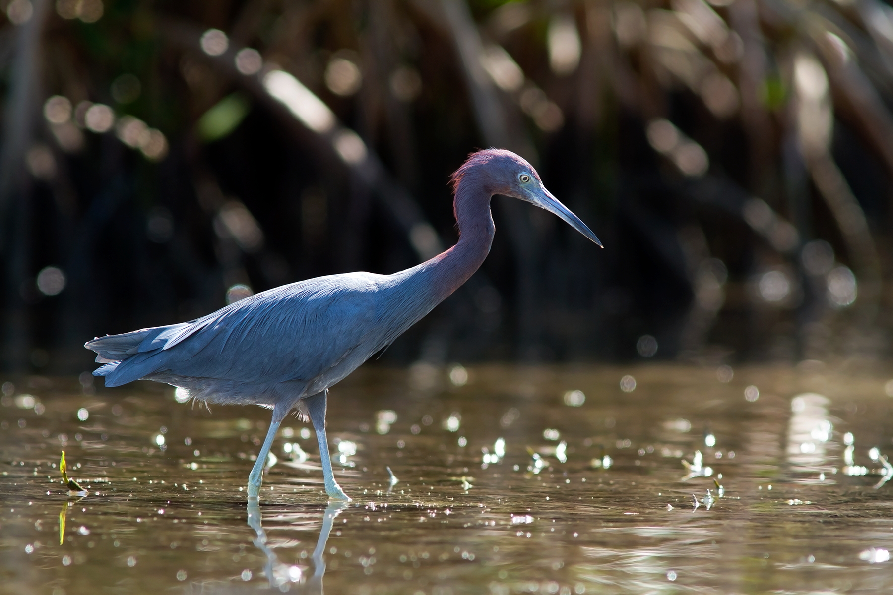 Little blue heron_1