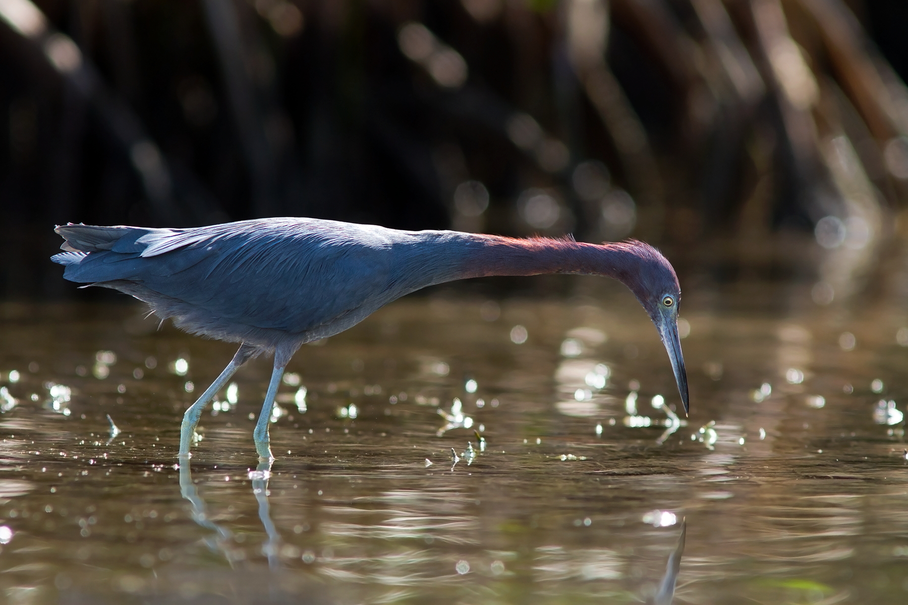 Little blue heron_2