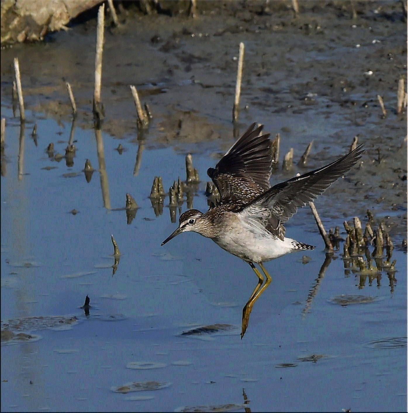Greenshank in flight
