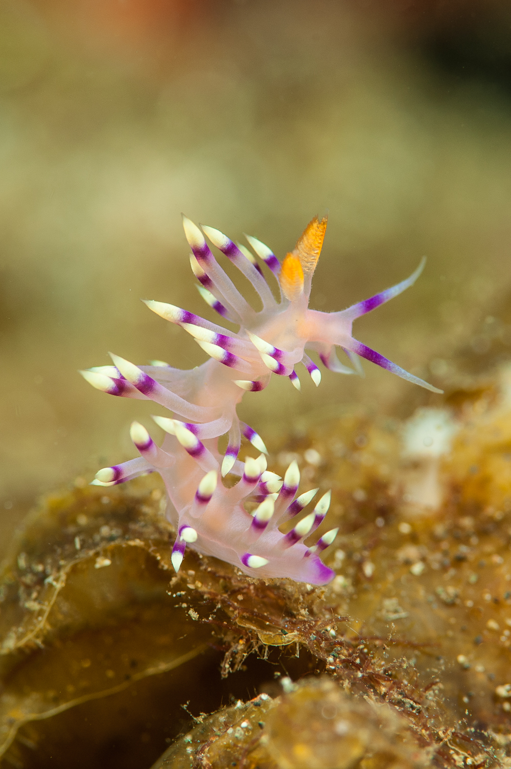 flabellina exoptata
