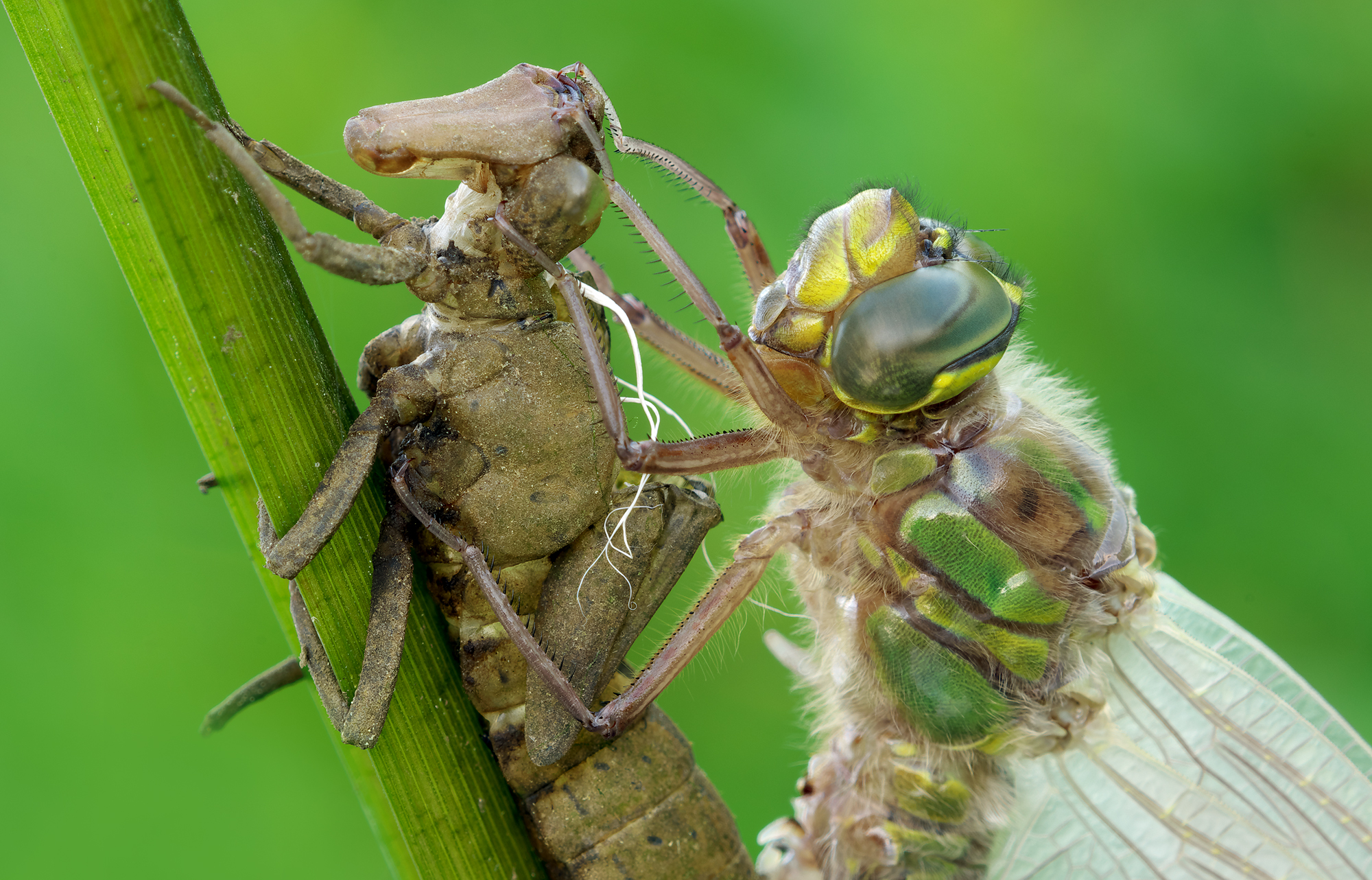 Empty-head/Full-head