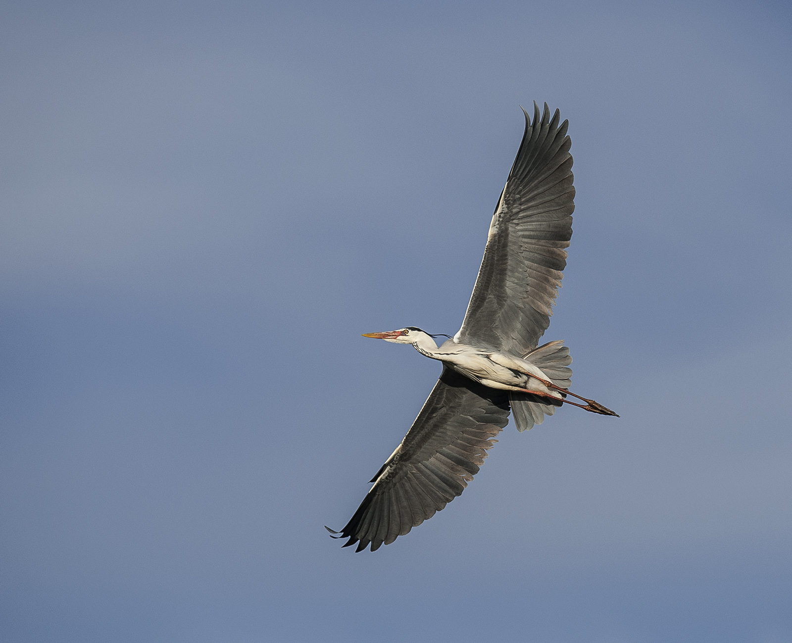 Grey Heron