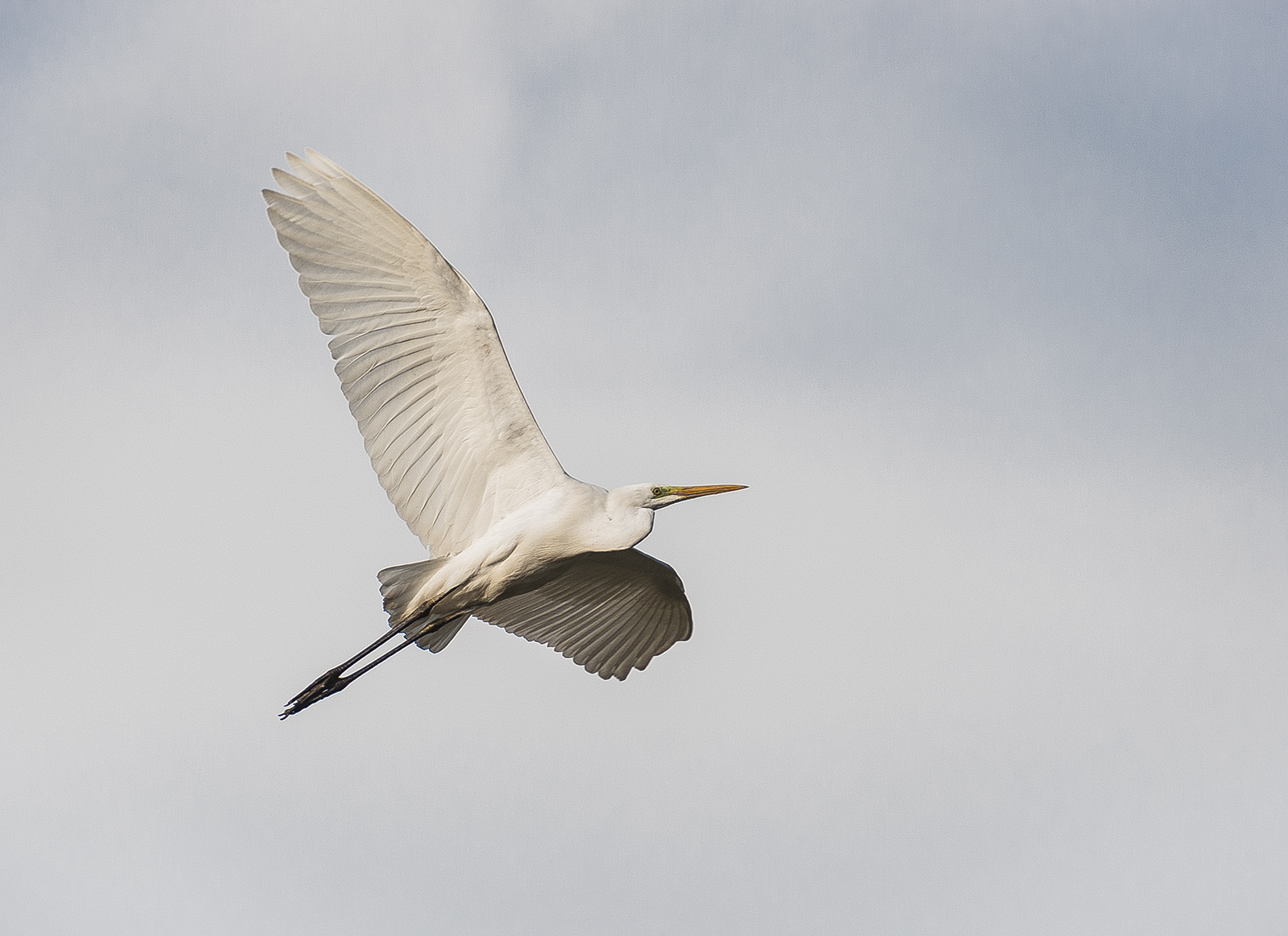 Great Egret