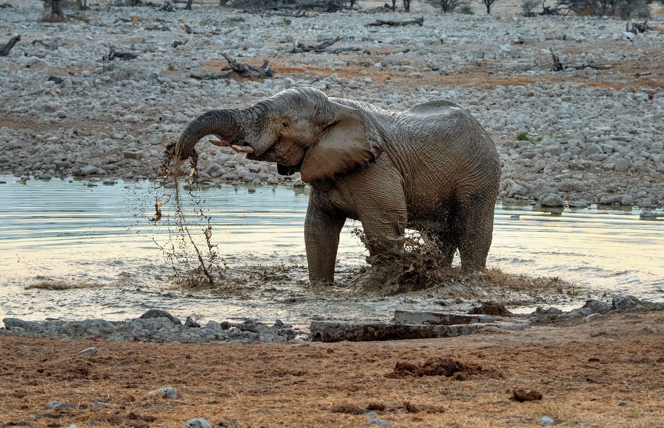 Etosha - Elefante