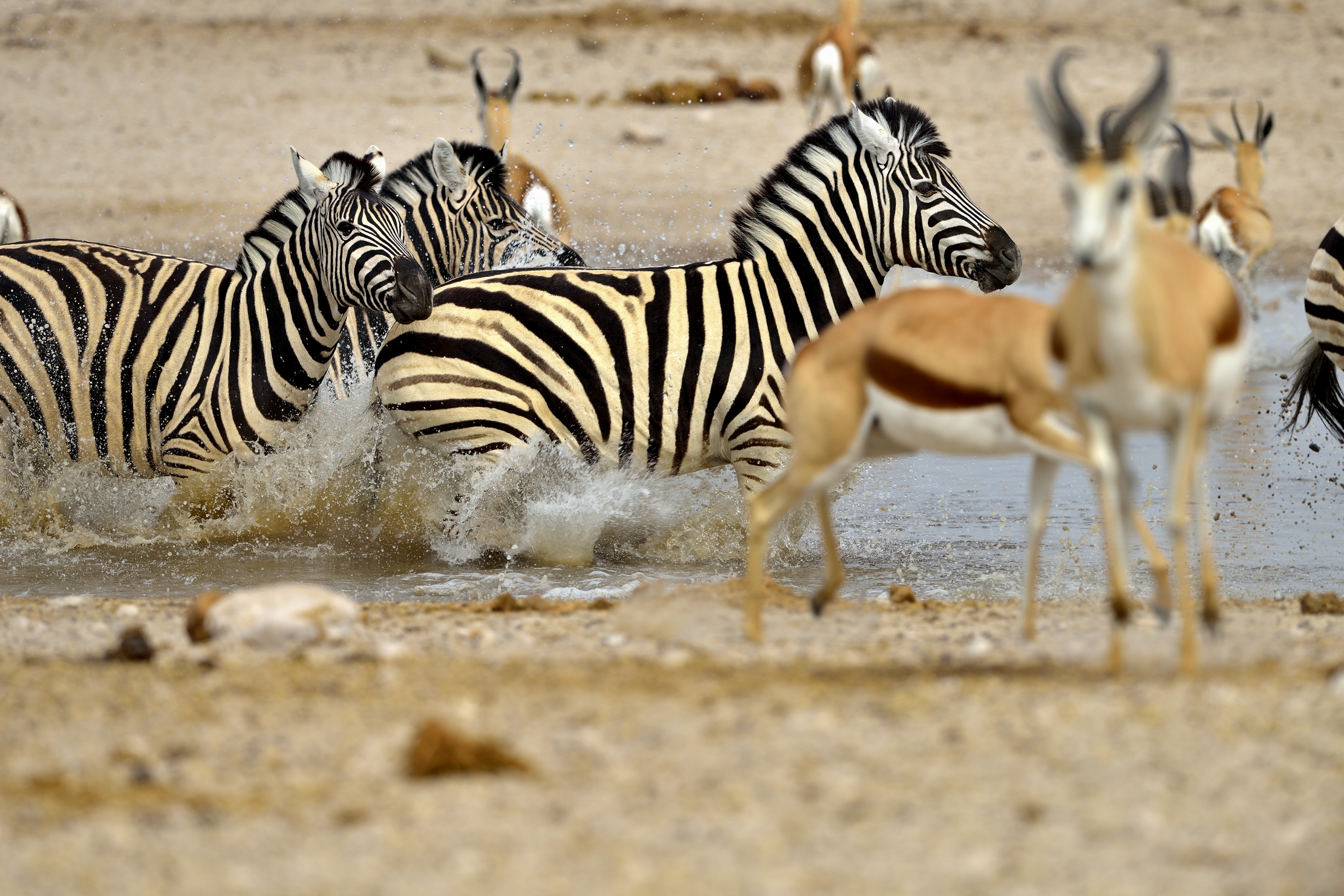 Etosha - Zebre