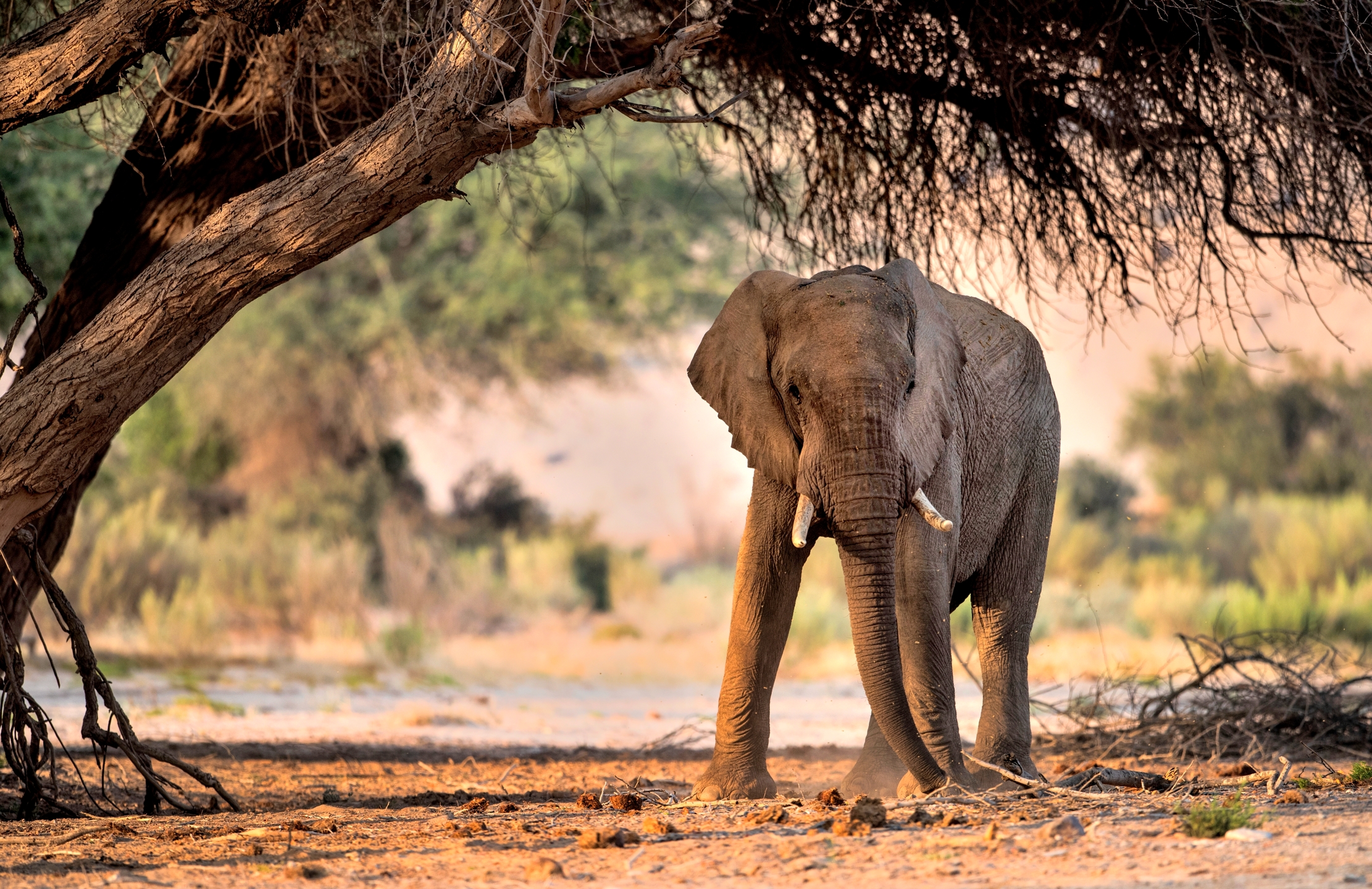 Deserto del Kaokoland - Elefante