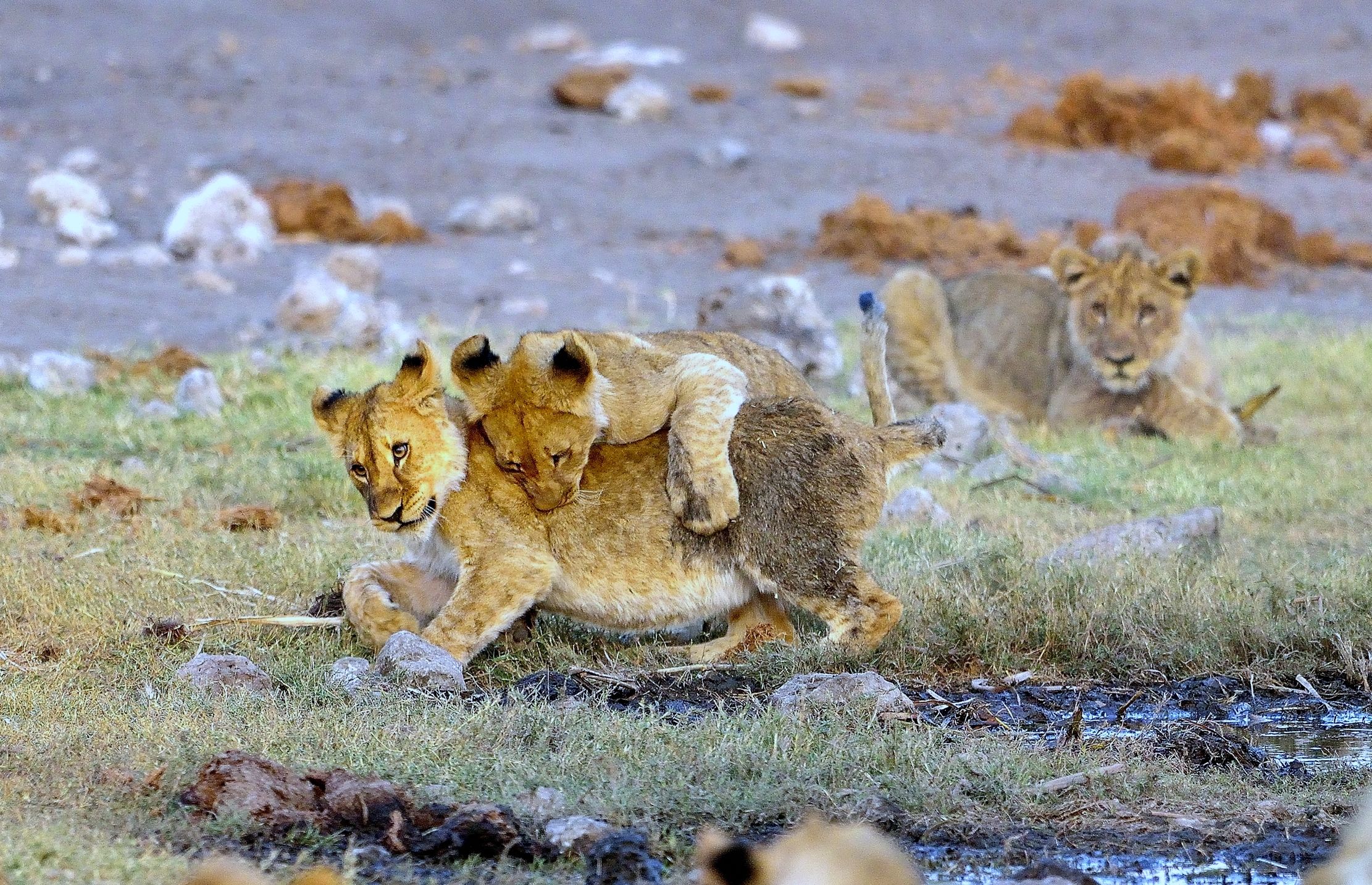 Etosha - Giovani Leoni