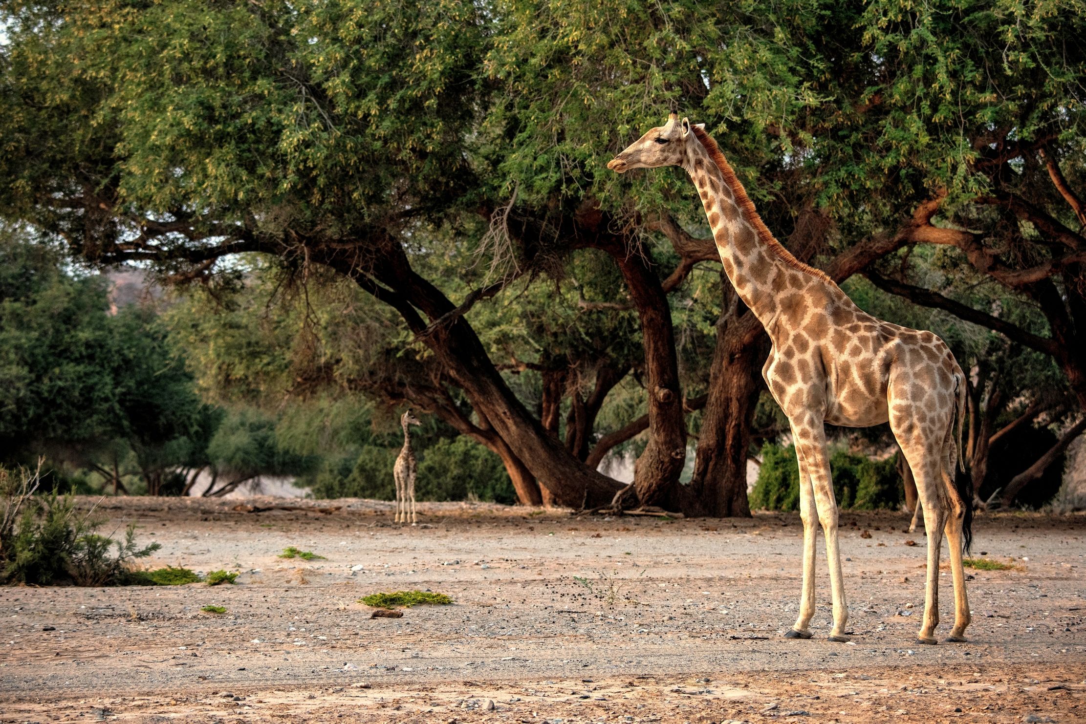 Deserto del Kaokoland - Giraffa