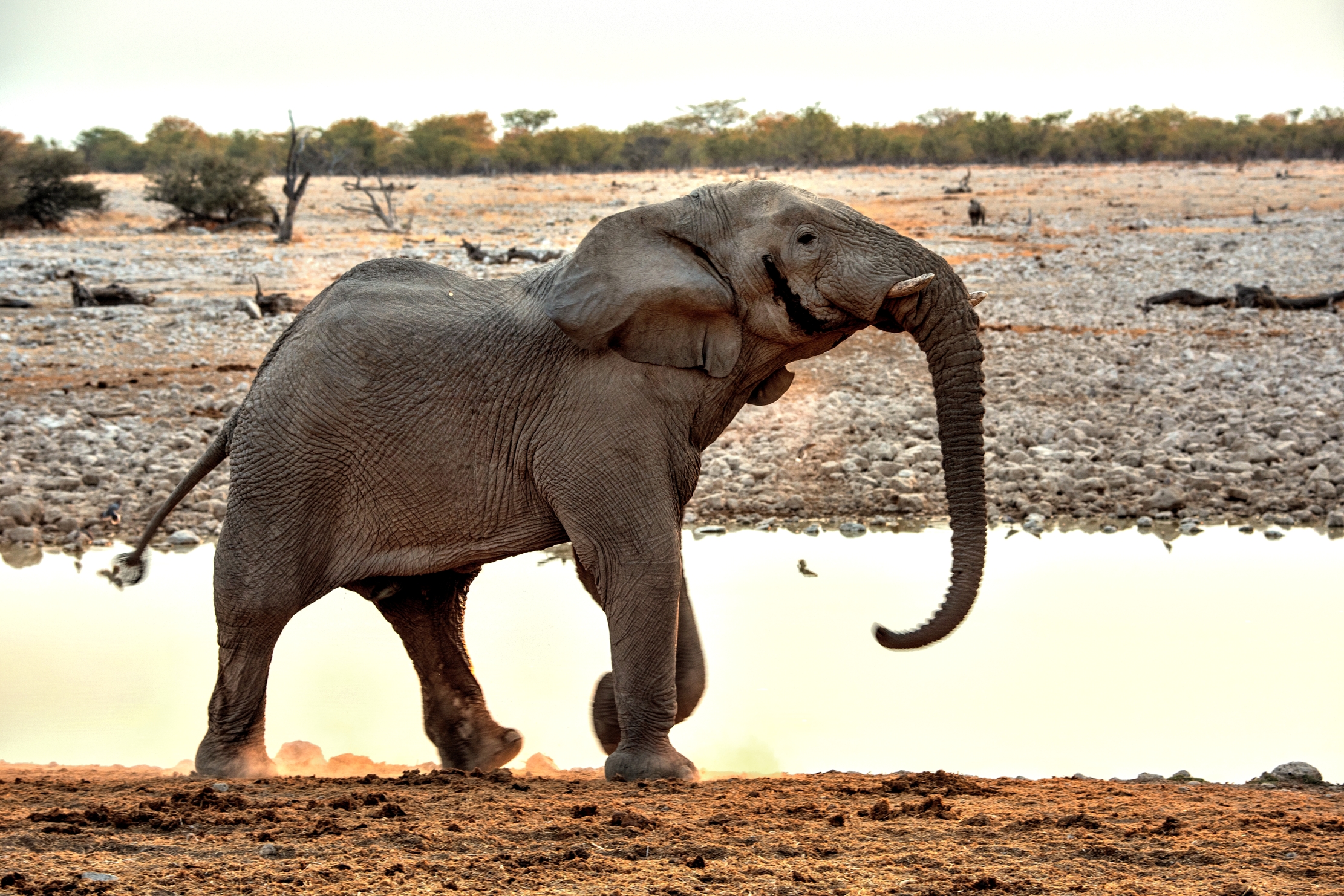 Etosha - Elefante