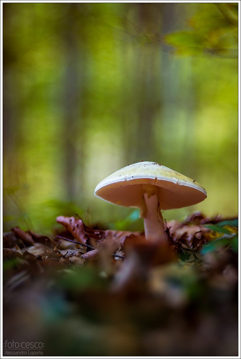 Amanita phalloides