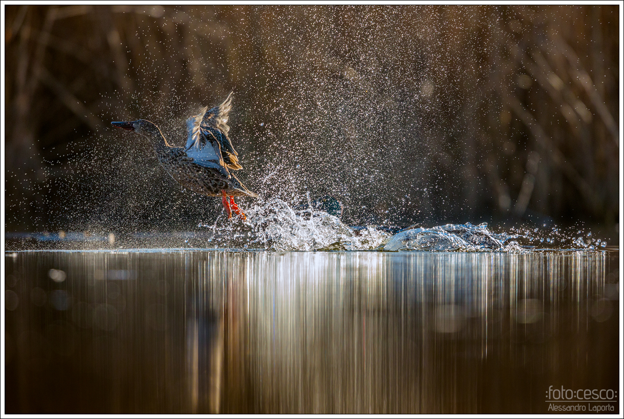 Shoveller - Northern Shoveler - Shoveler (f).