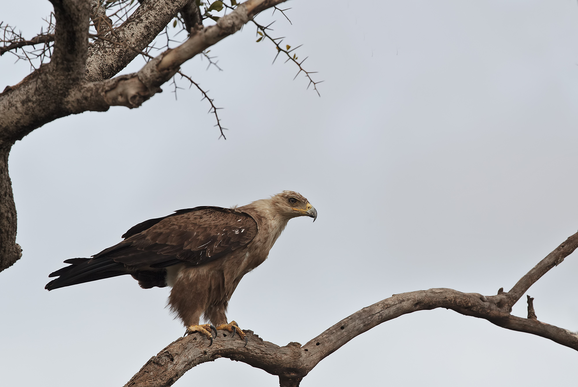 Tawny eagle