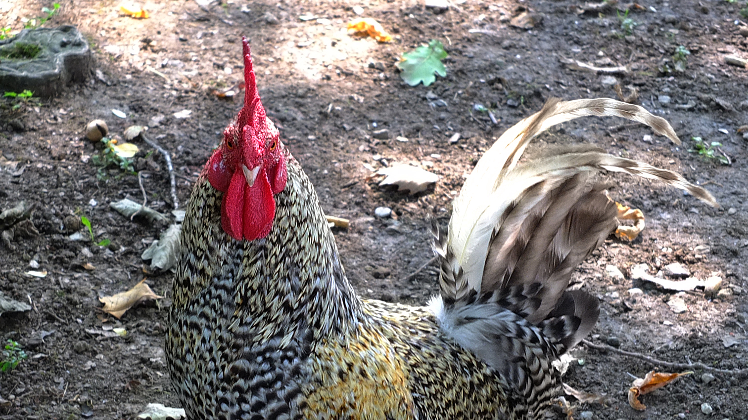 Who says it is not smart ...