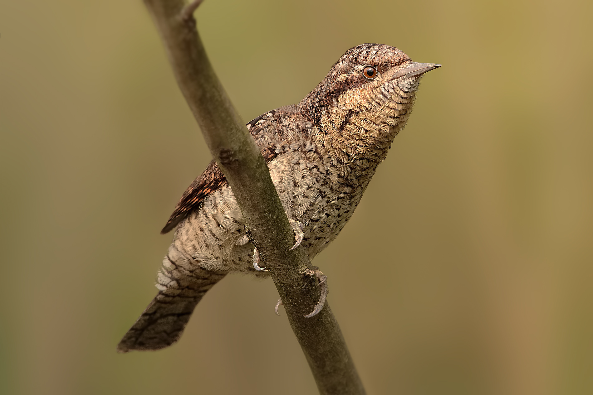 Sempre un belvedere....