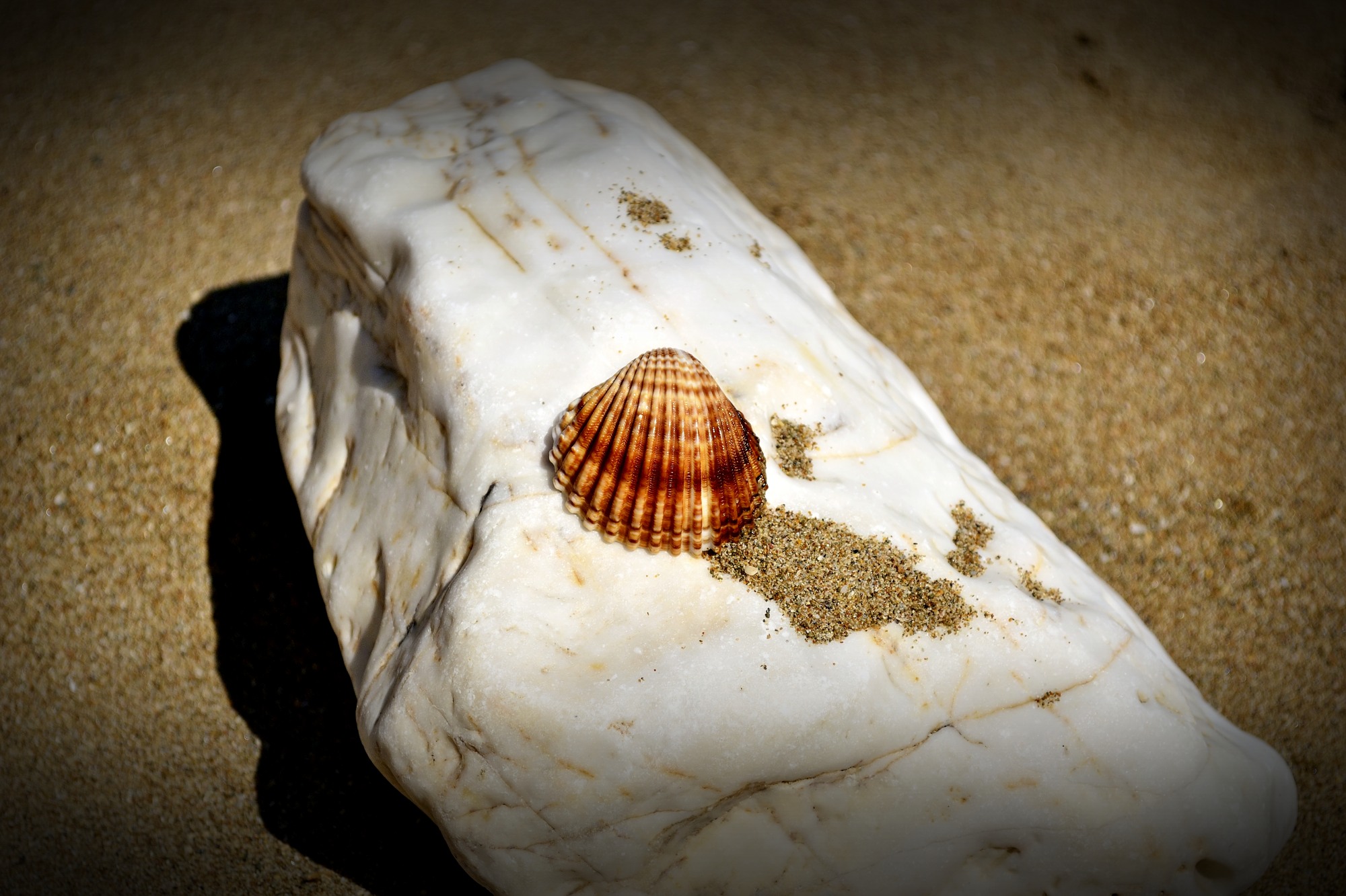 Tesori Ocean lasciato sulla riva, dono di natura a ADO