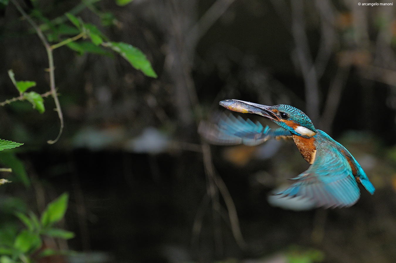 Momento di stallo per individuare il foro del nido