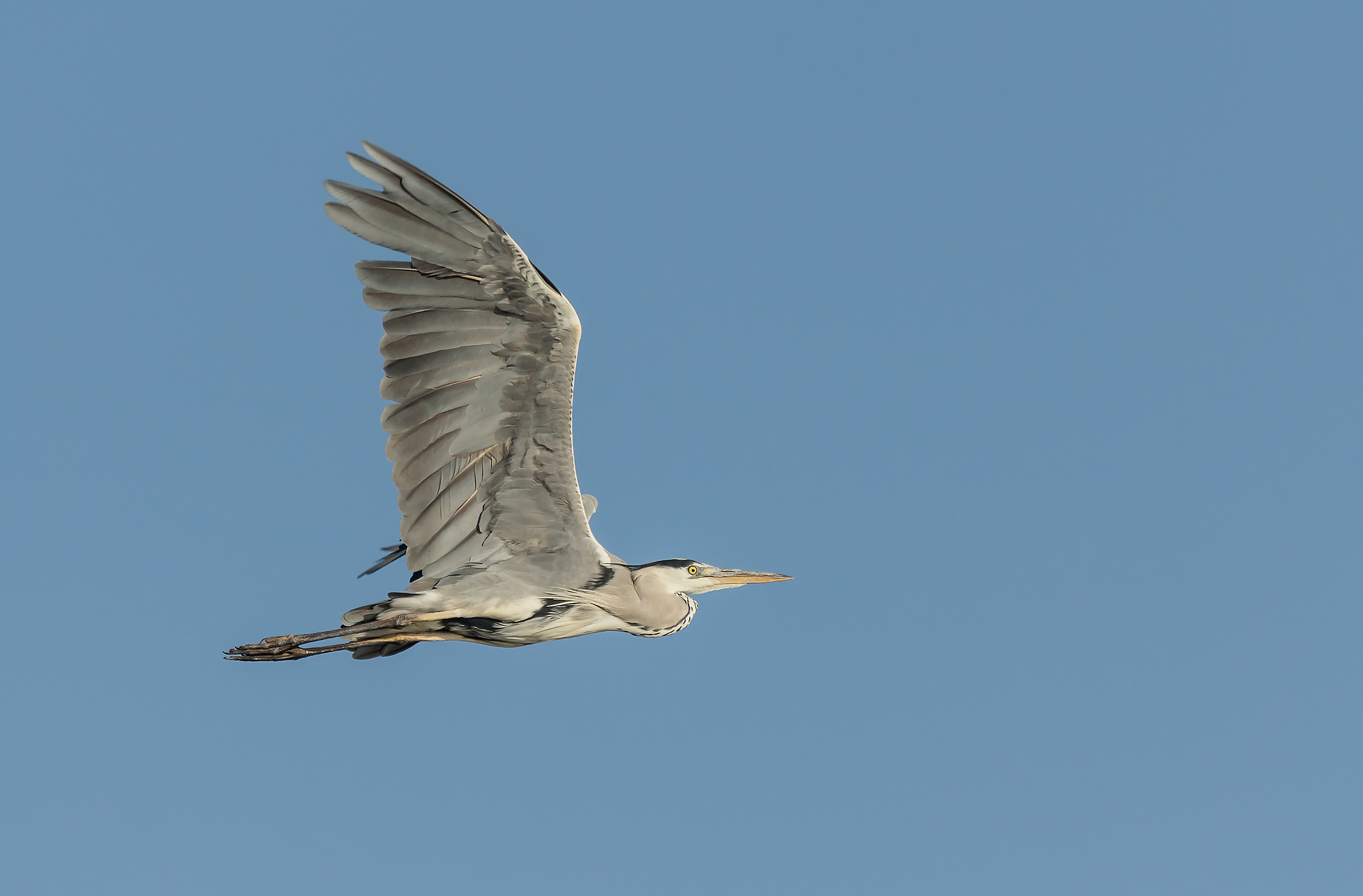 Airone cenerino in volo...