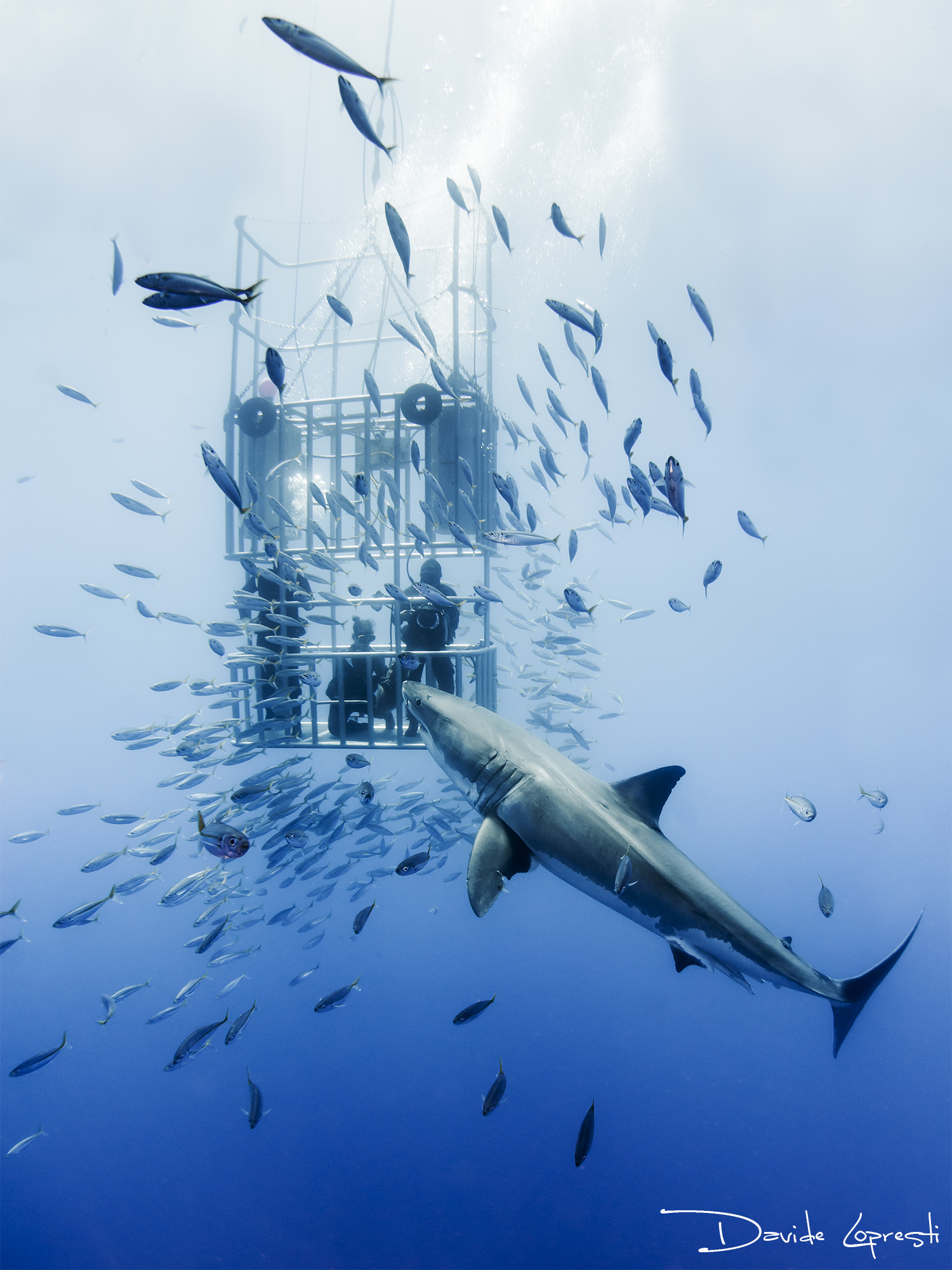 White baby shark ...