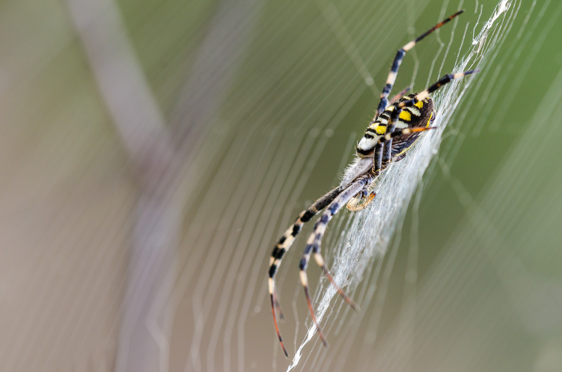argiope