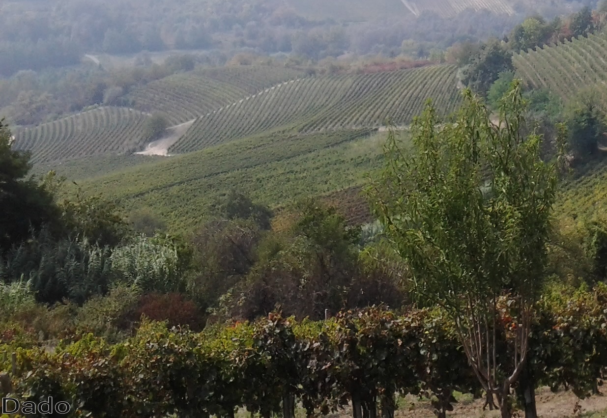 vigneti a perdita d'occhio