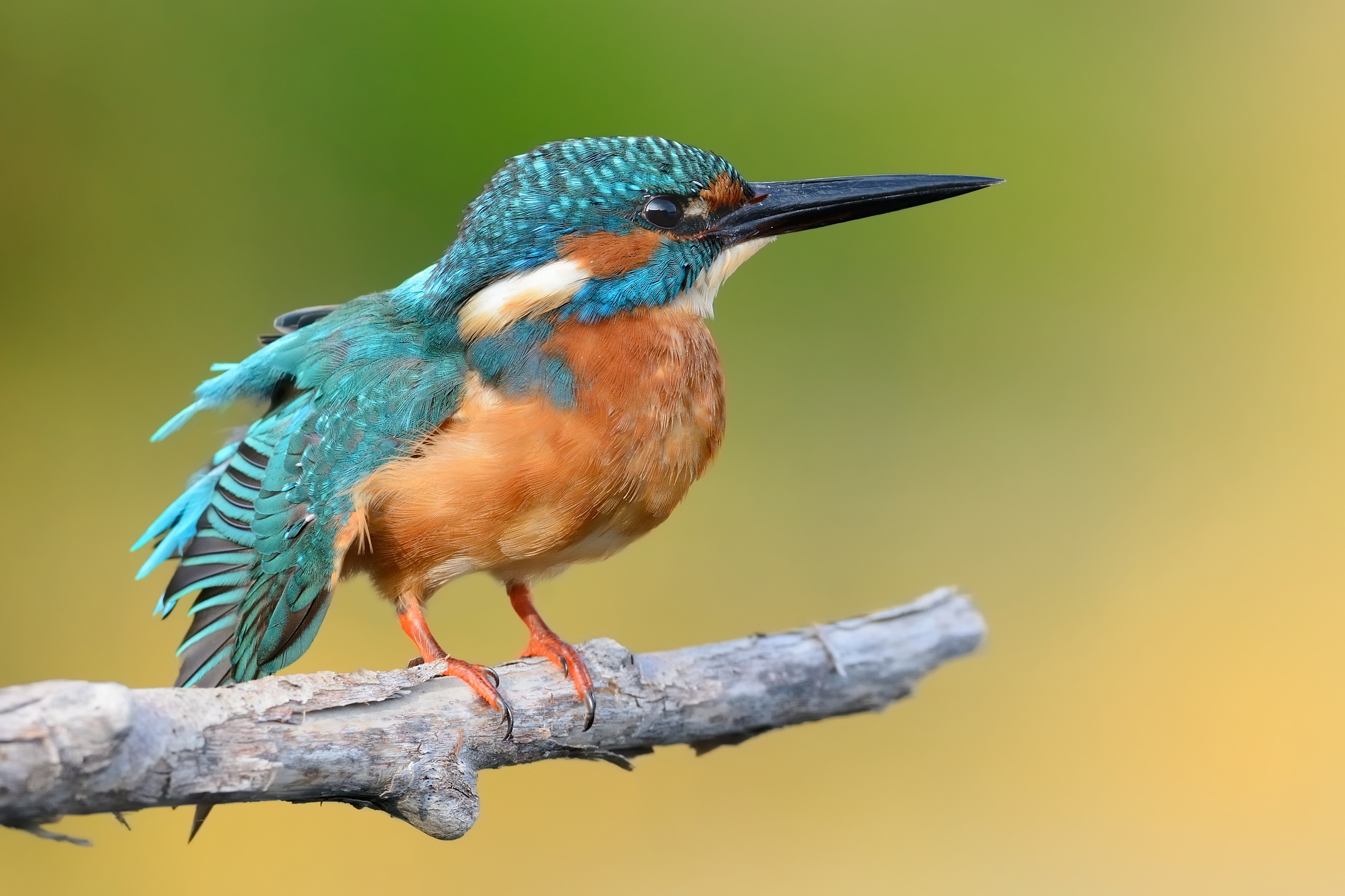 Kingfisher.