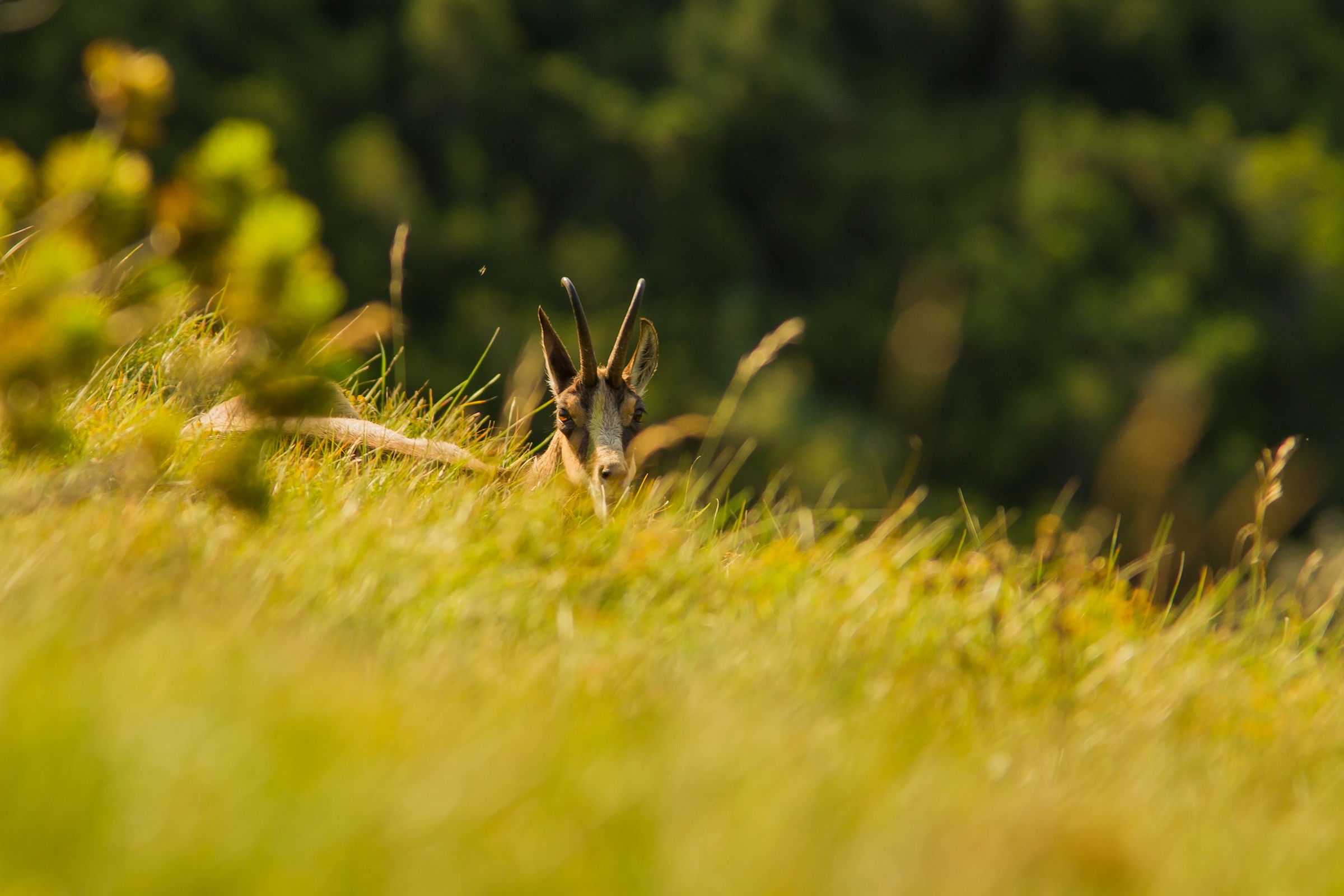 nascondino nell'erba alta
