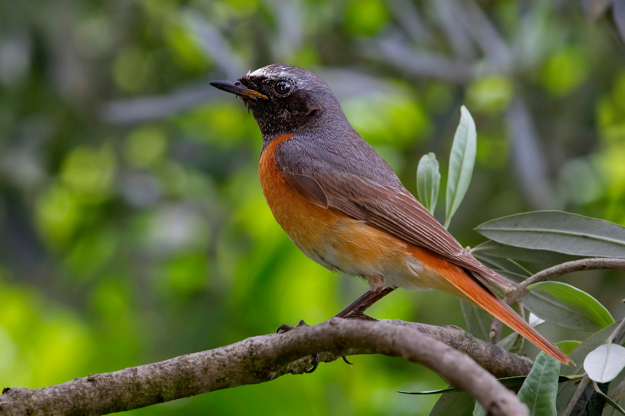 Codirosso:Ritratto In Verde
