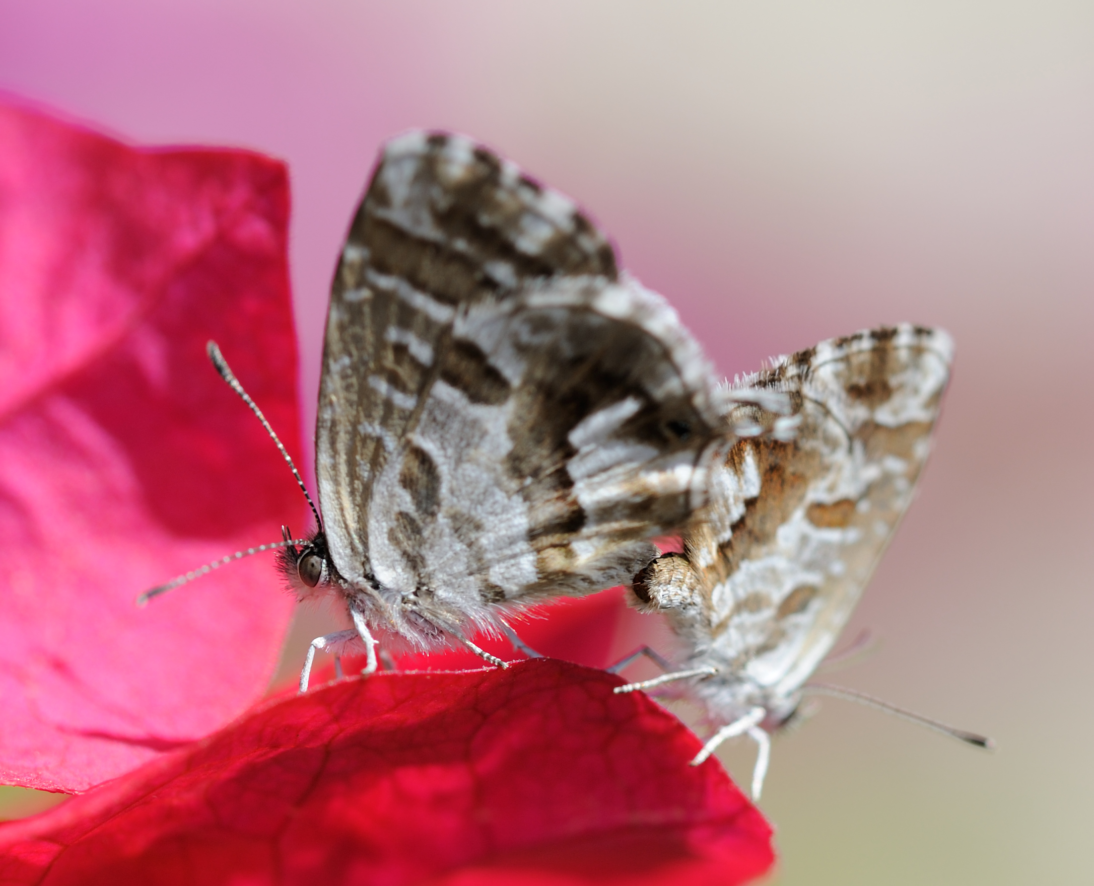 Balletto di farfalle