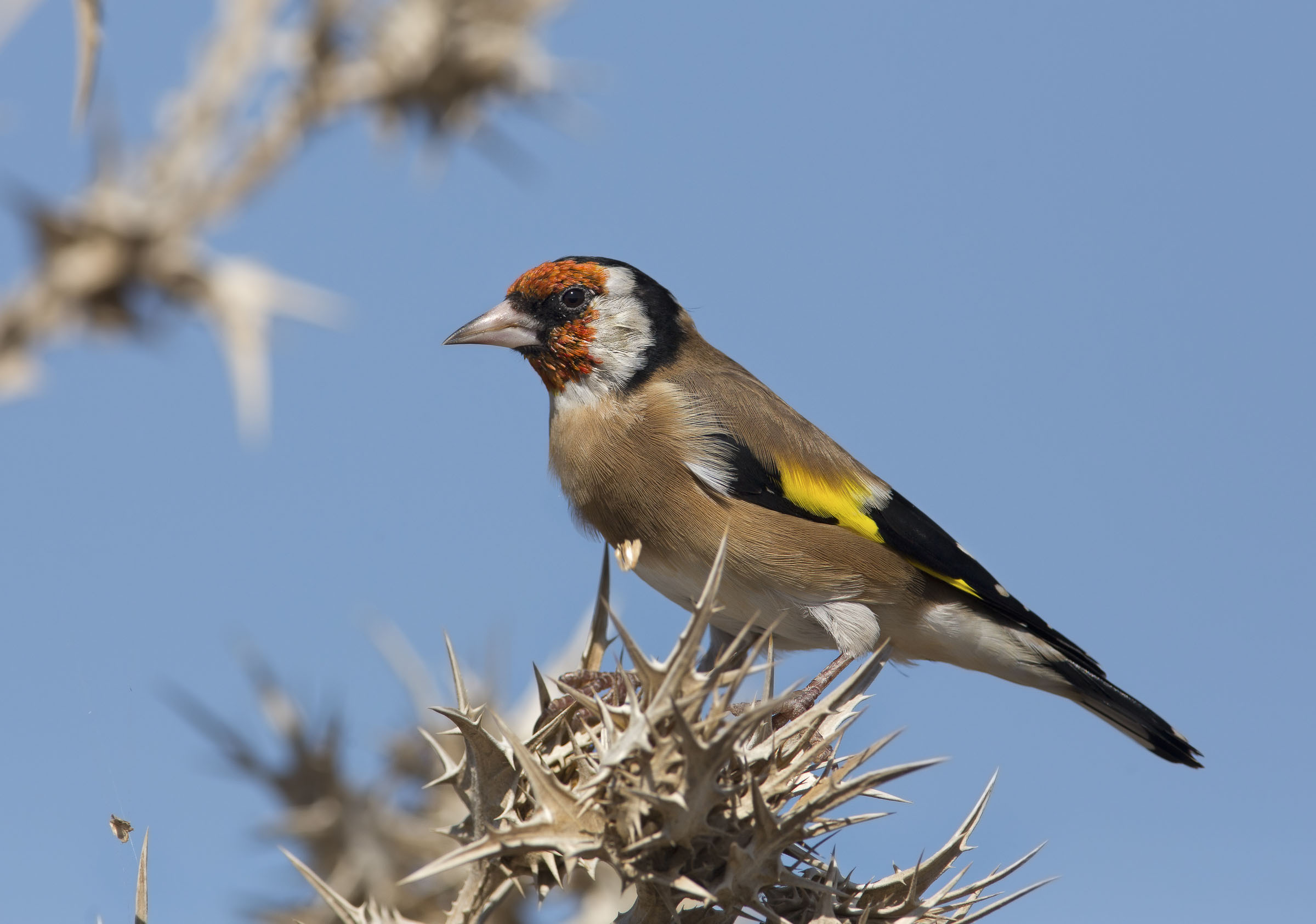 cardellino (Carduelis carduelis)